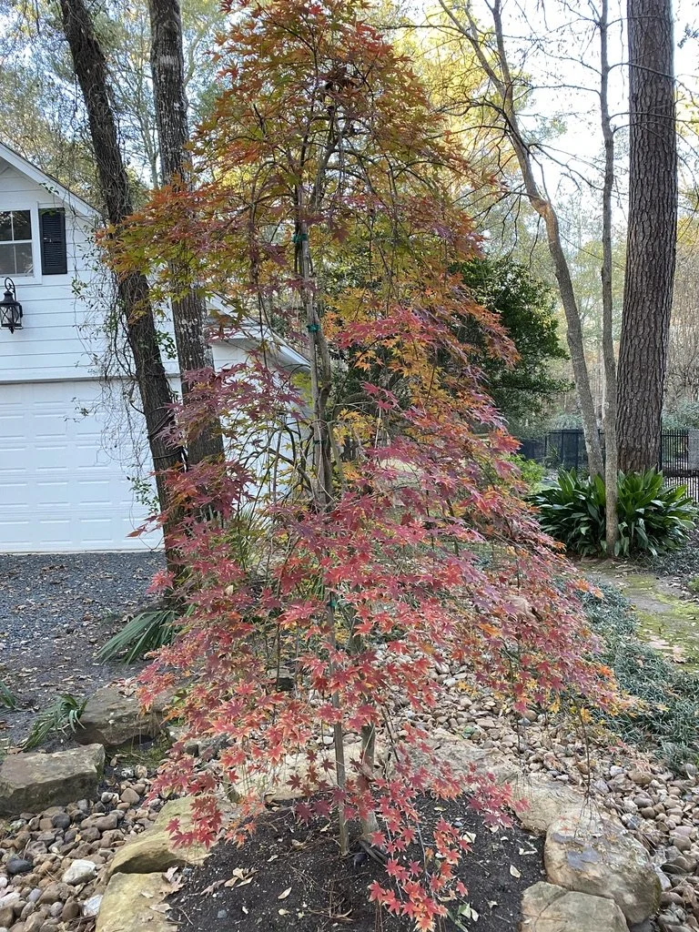 The very dramatic weeping Ryusen Japanese maple in fall color, one of the collection we have curated over the years.