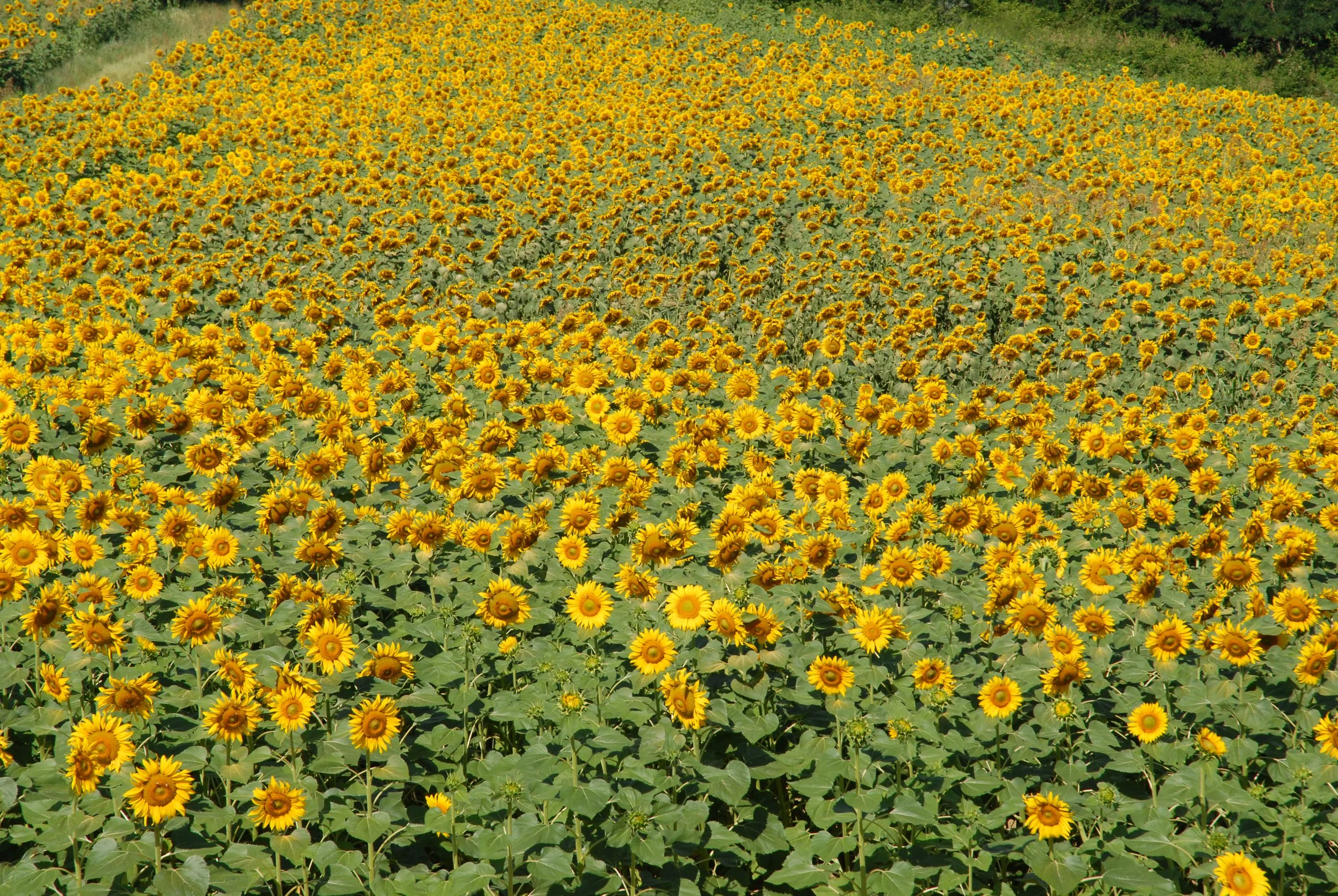 A large field of blooming sunflowers under a clear sky.