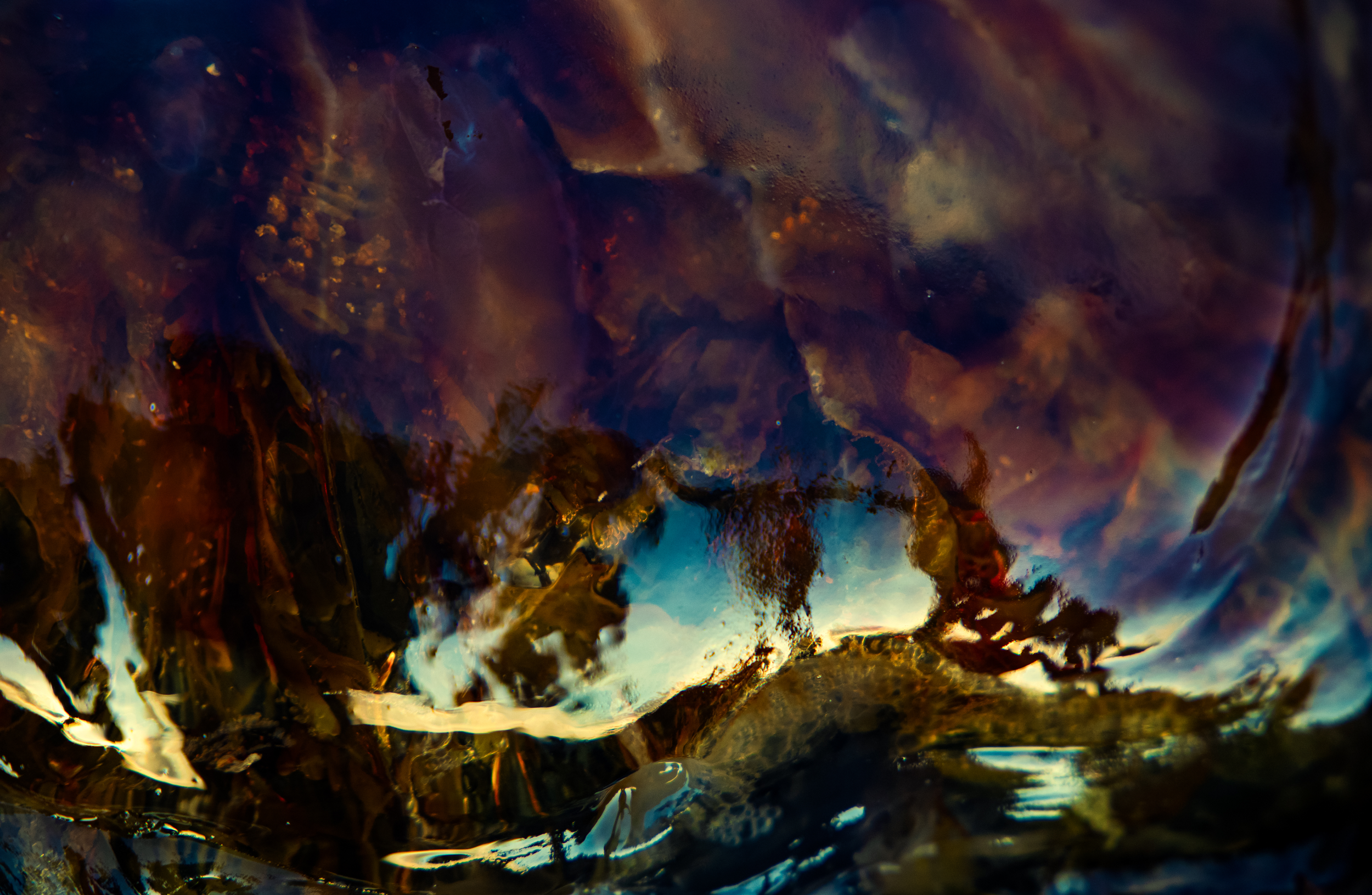 Bowl Of Sealife.png