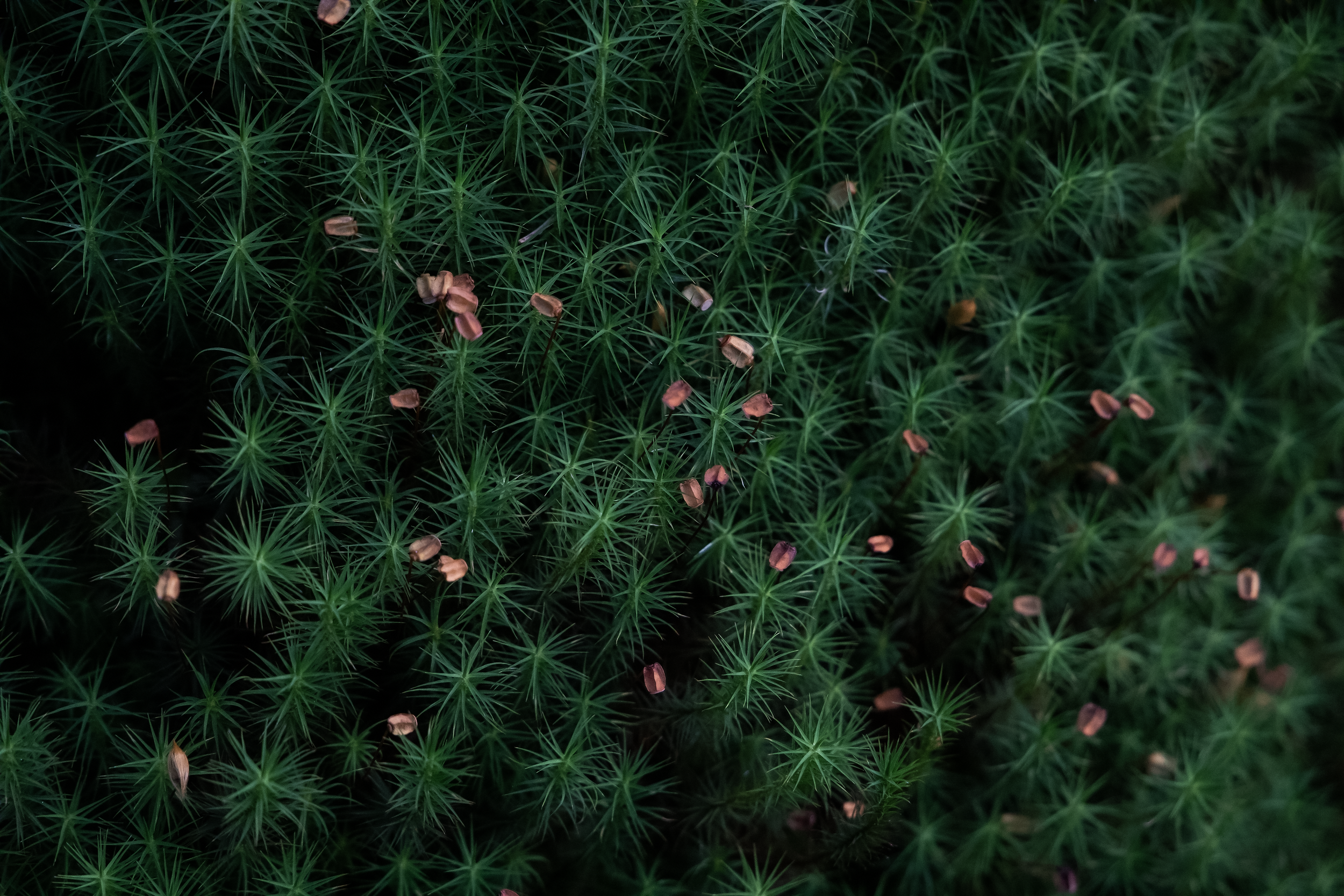 Soft Spiky Neighbours.png