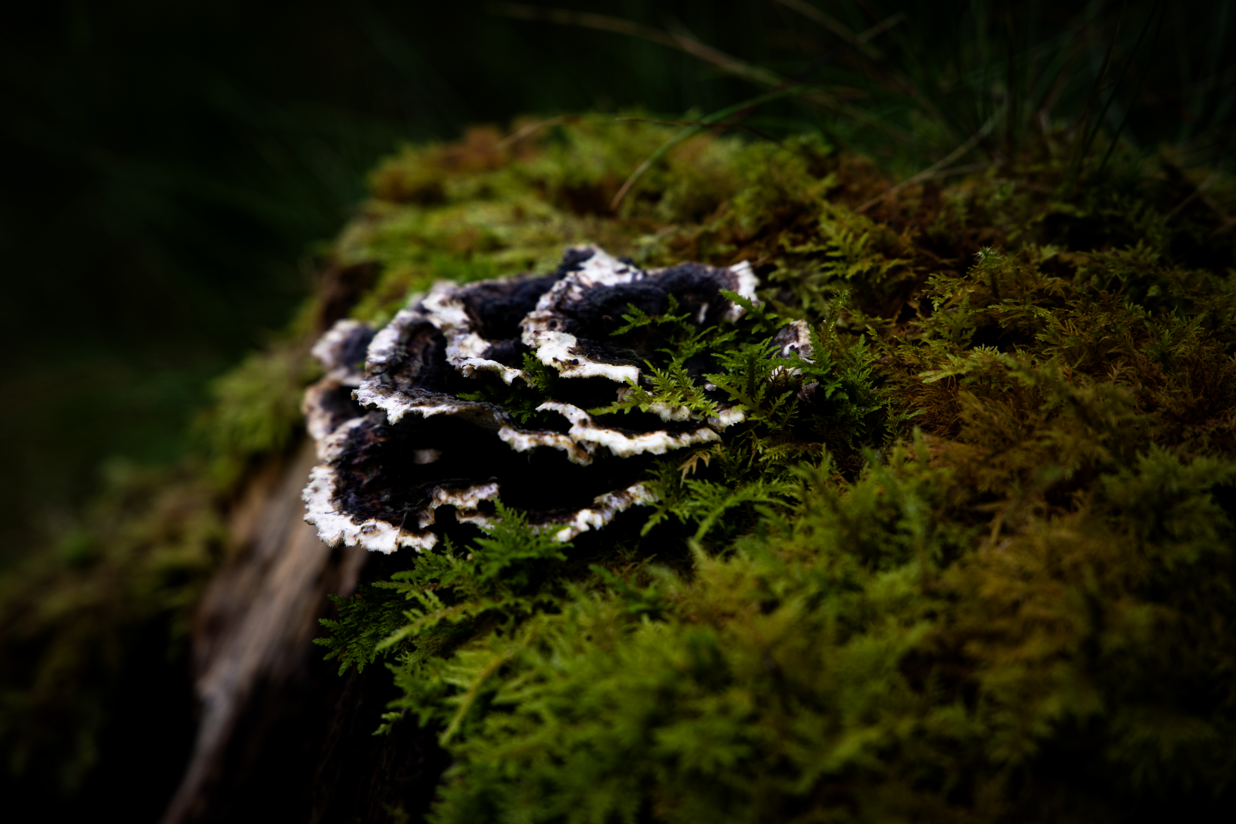 Eumycota Et Bryophyta.png
