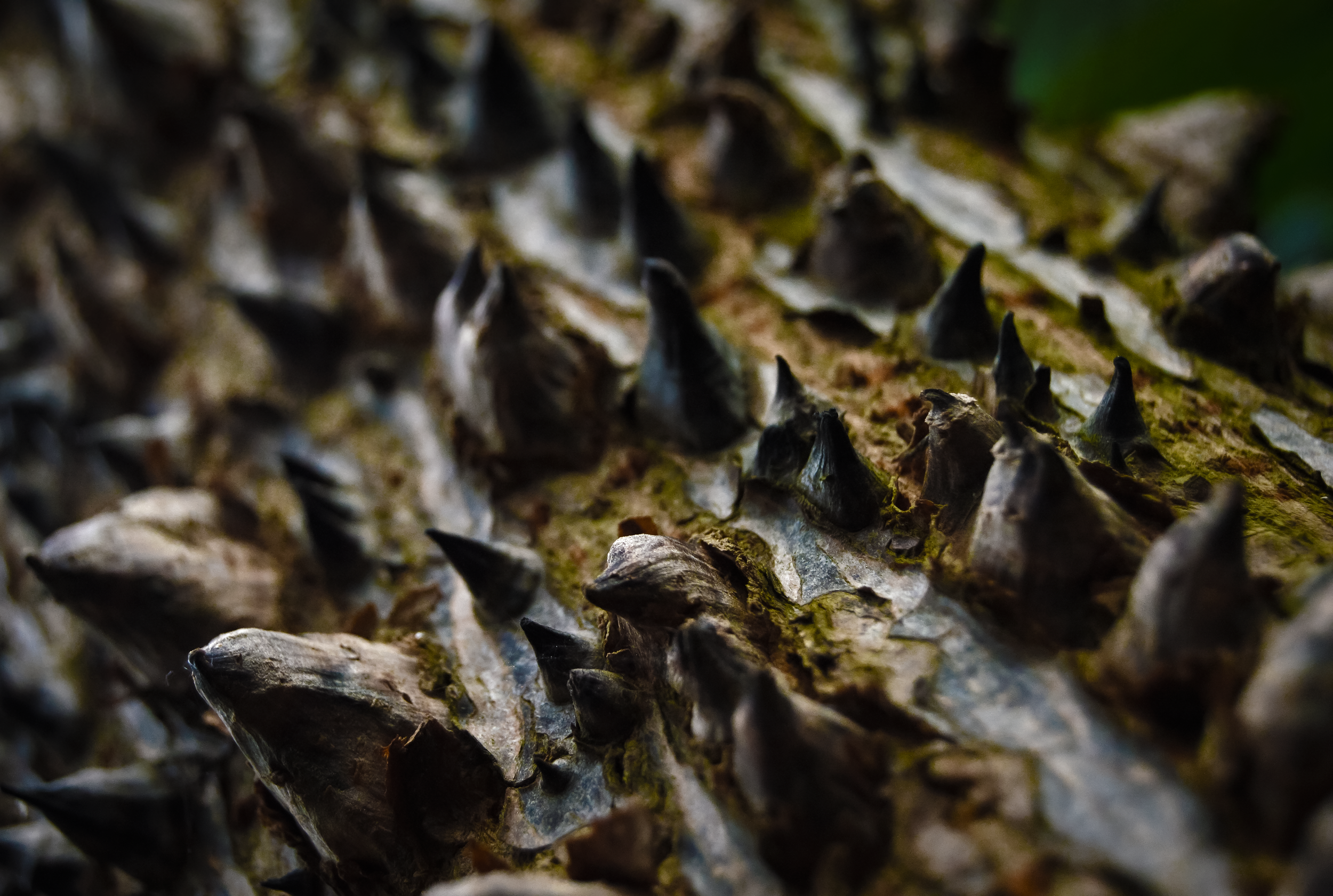 Forest In a Forest.png