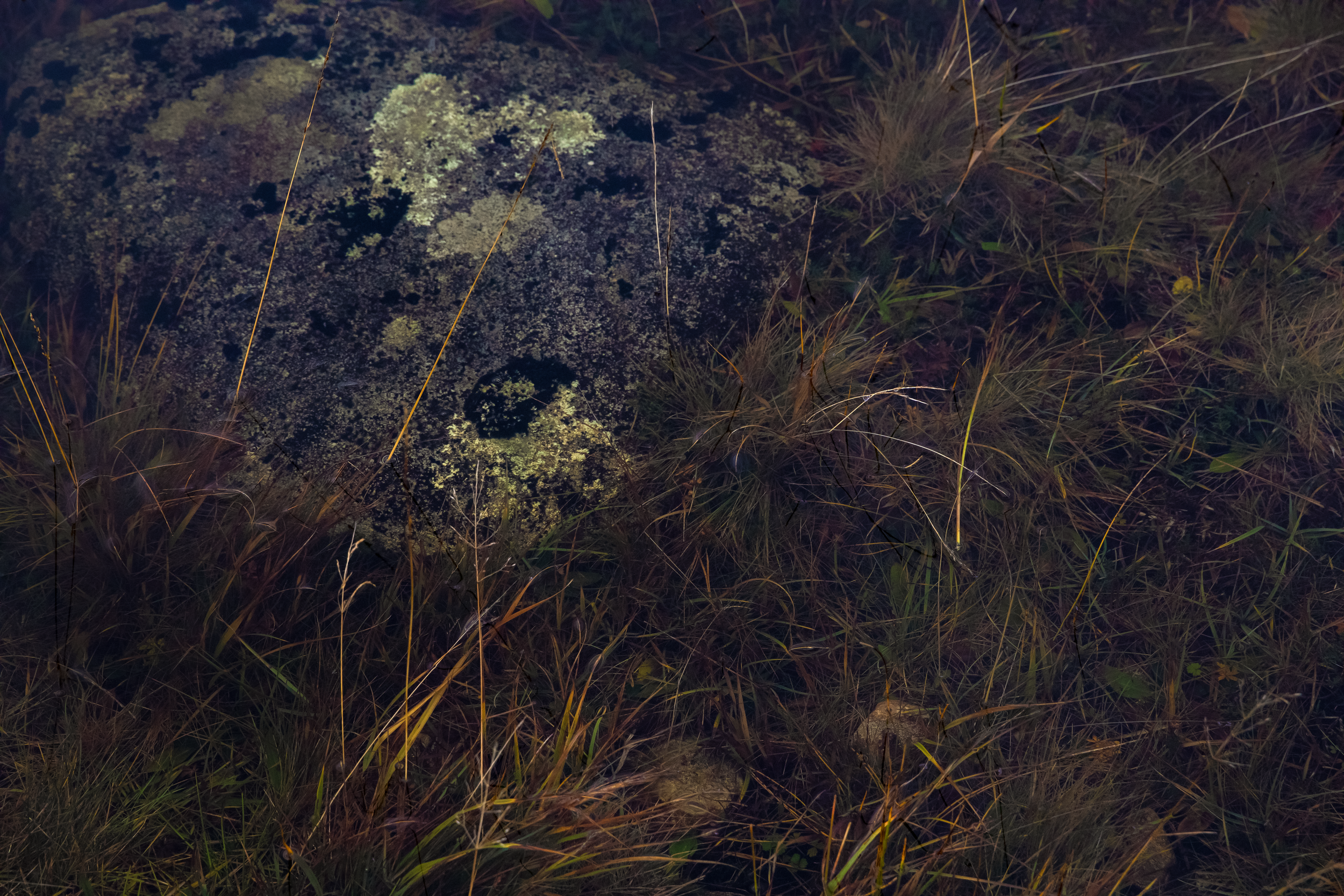 Jardin Submergé.png