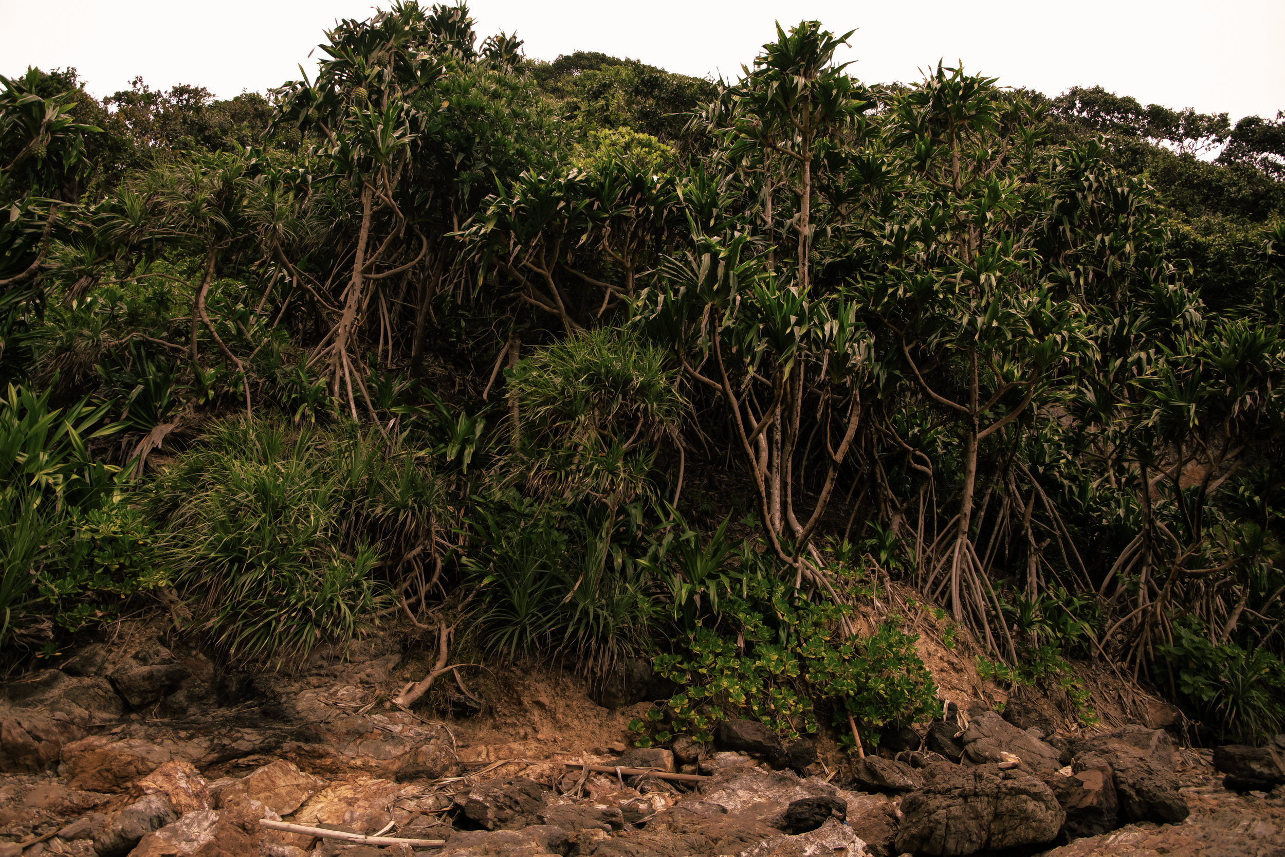 Pengetahuan Hutan.png