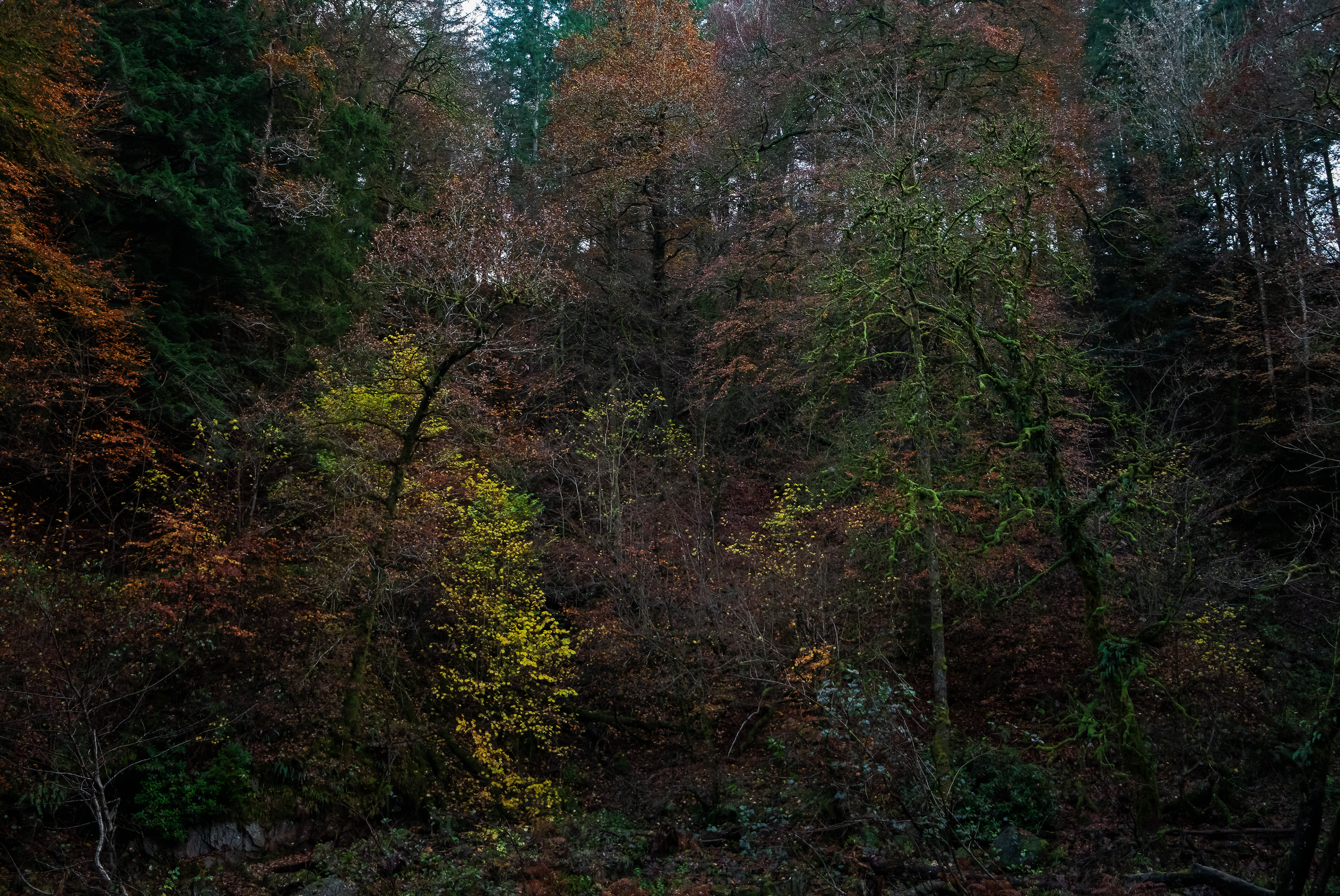 Wooded Banks.png
