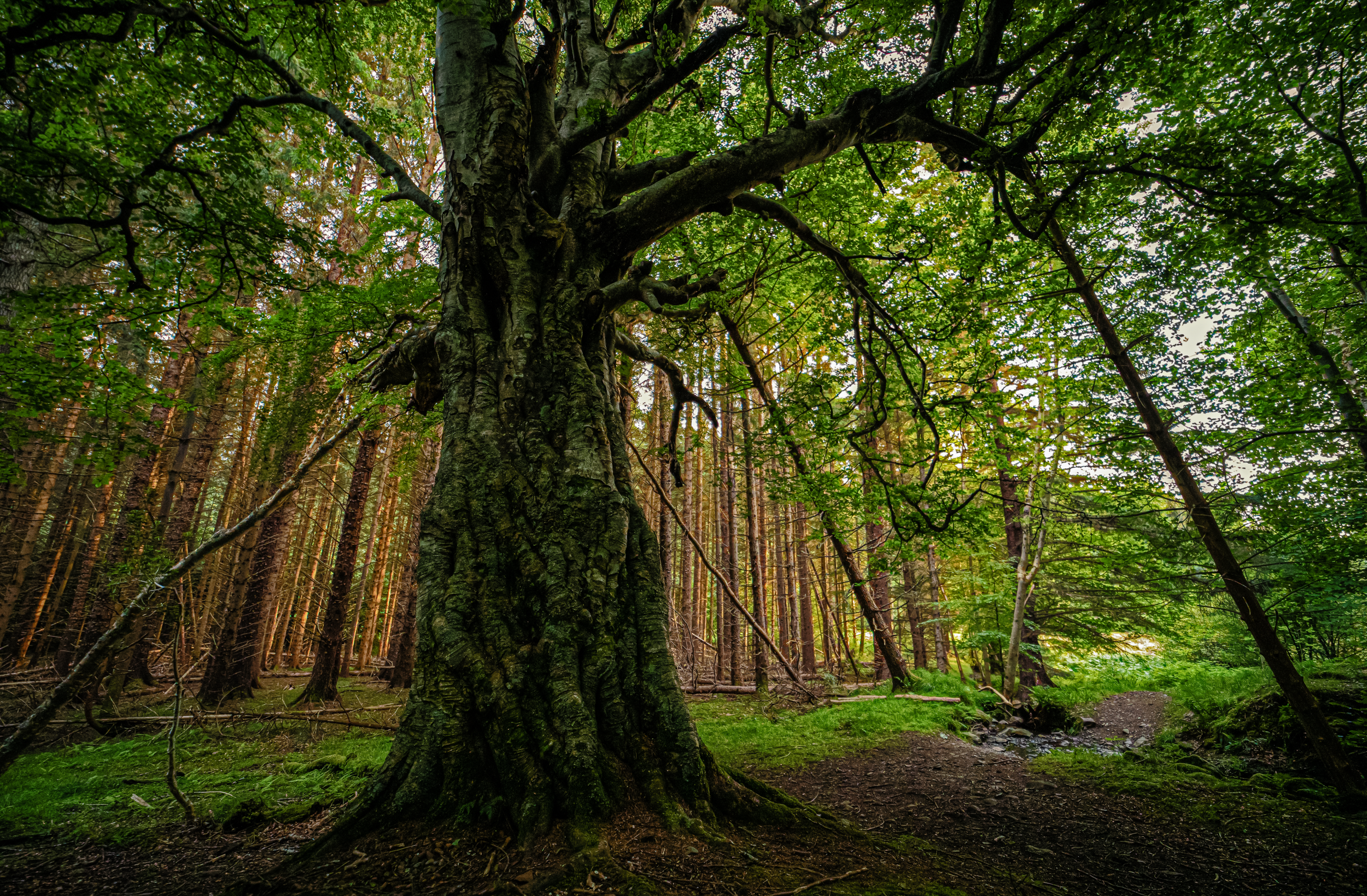 Lord of the Woods.png