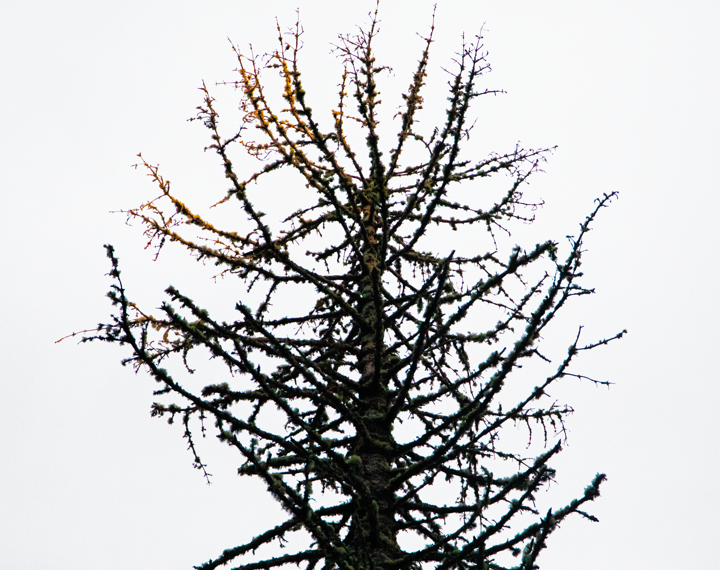 Faraway Trees.png