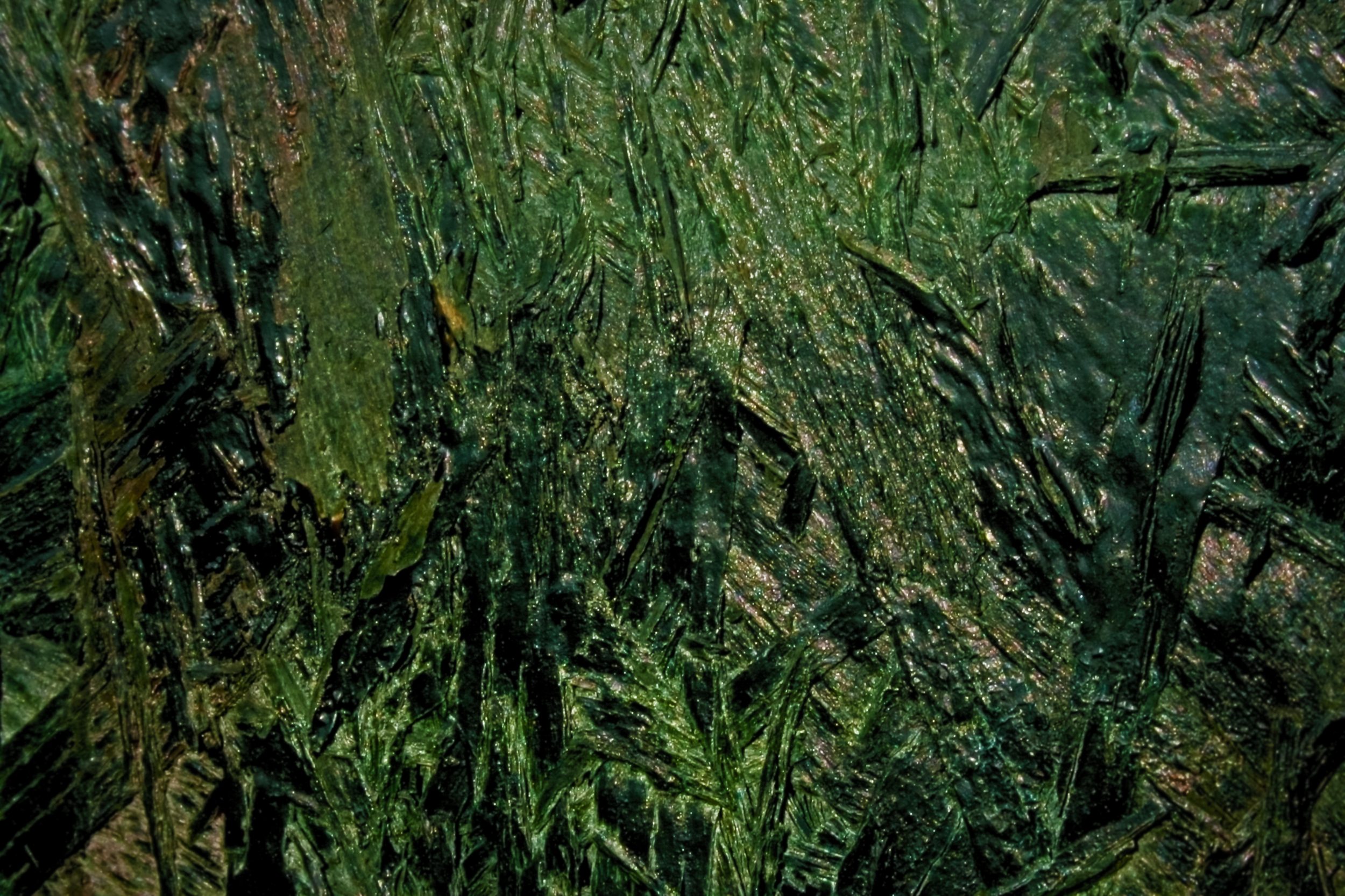 False Foliage.png