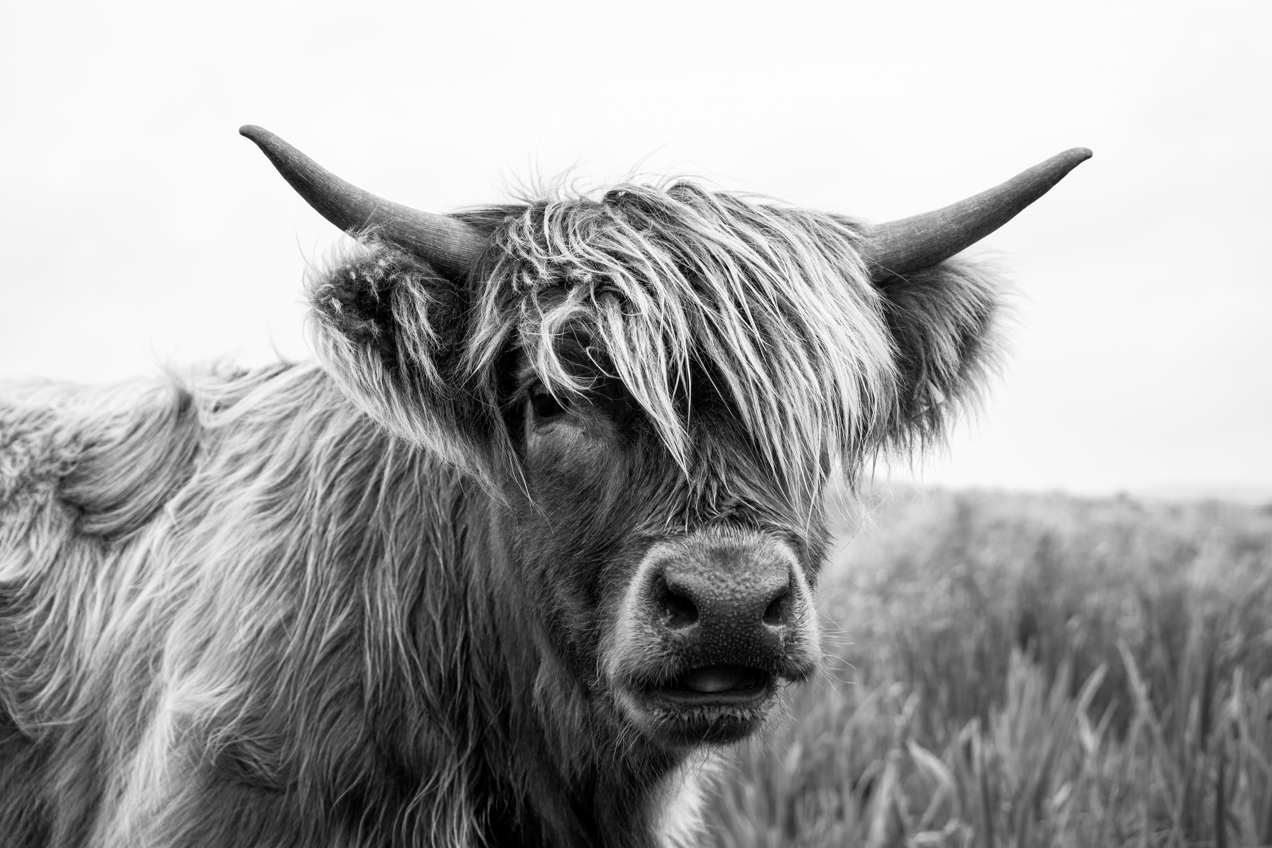 Majestic AF.png