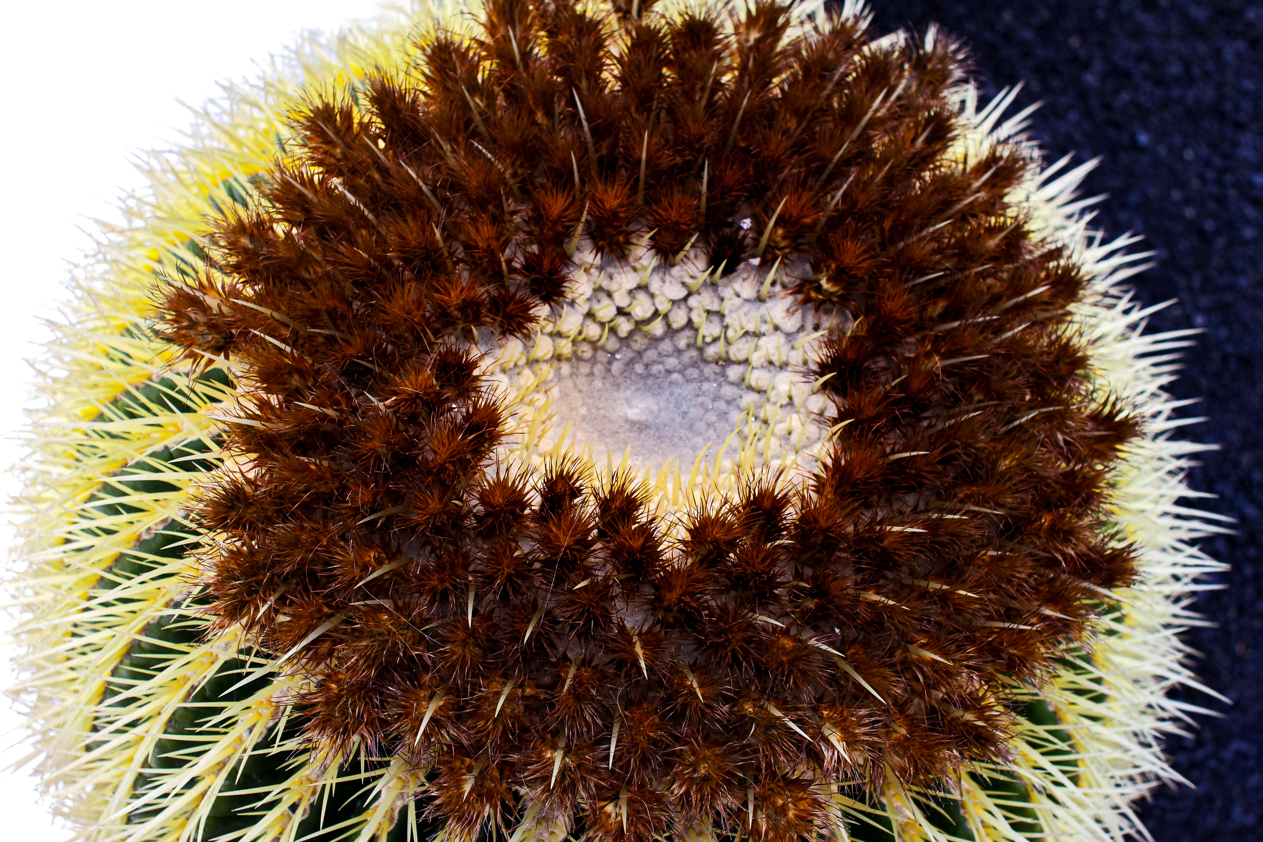 Crown Of Thorns.png