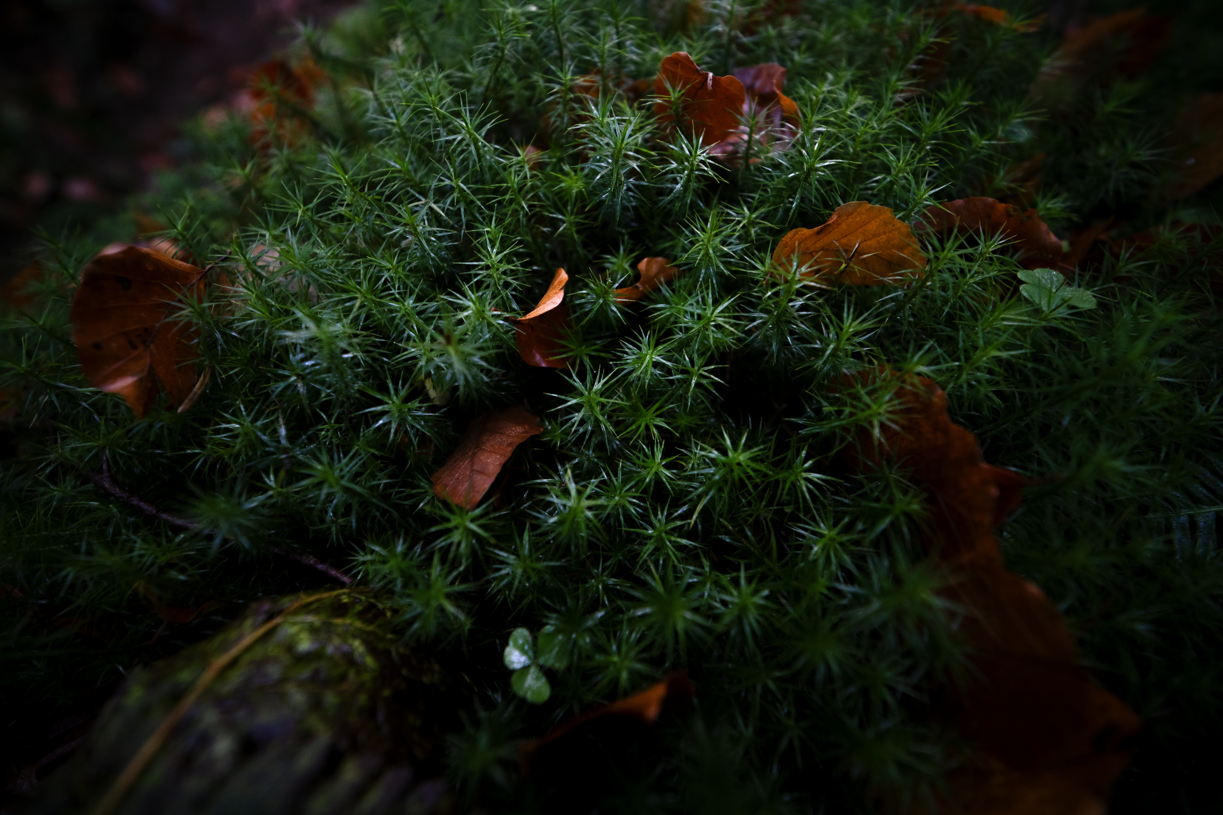 Micro Bushel.png