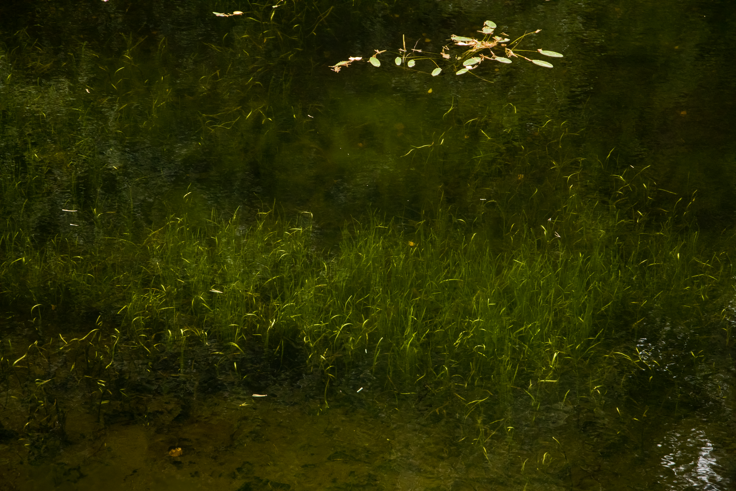 Reed Chamber.png