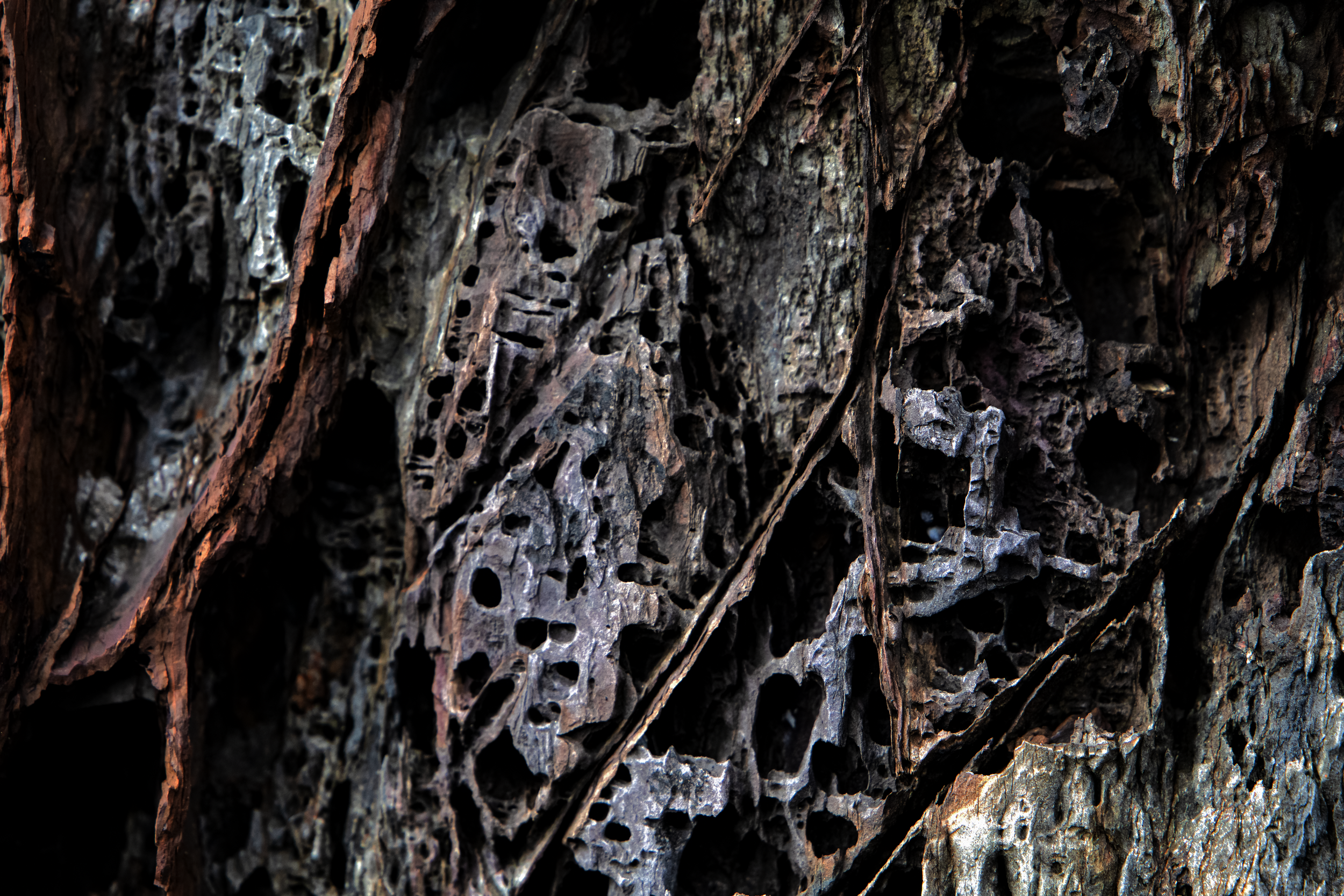 Vein and Gristle.png