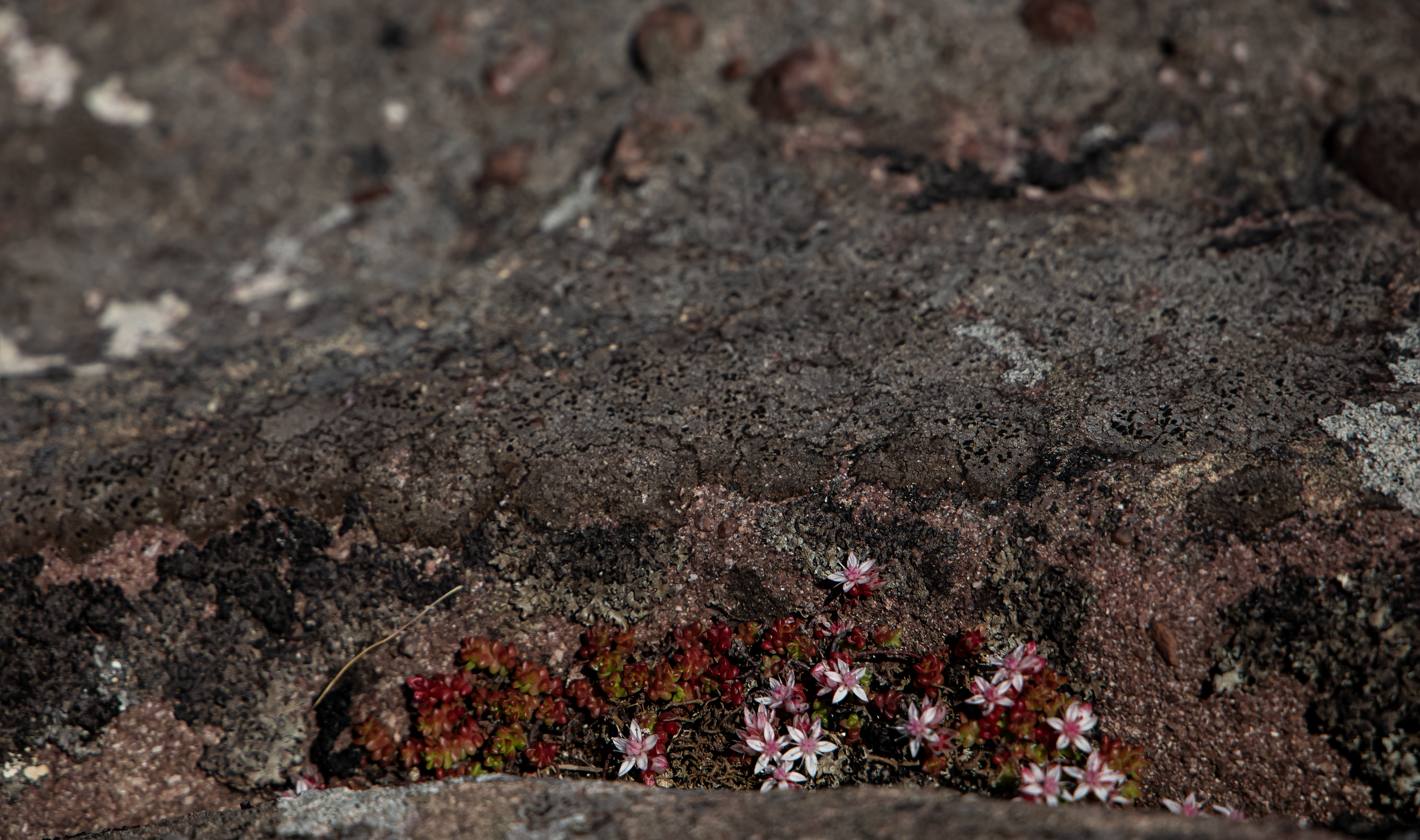 Slope In Bloom.png