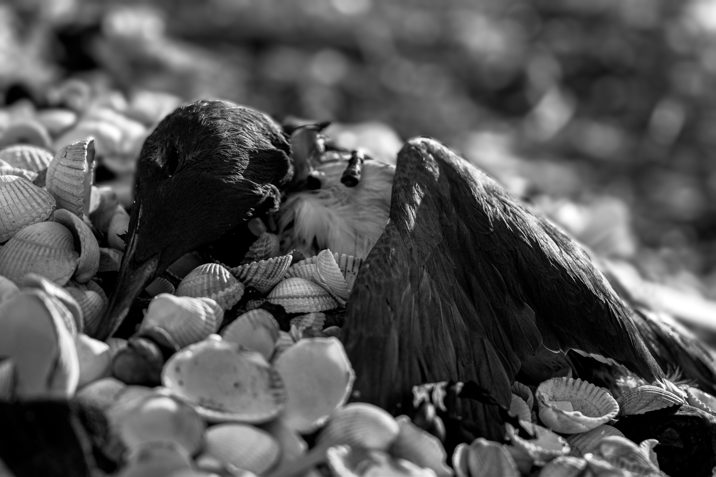 Crow's Crypt.png