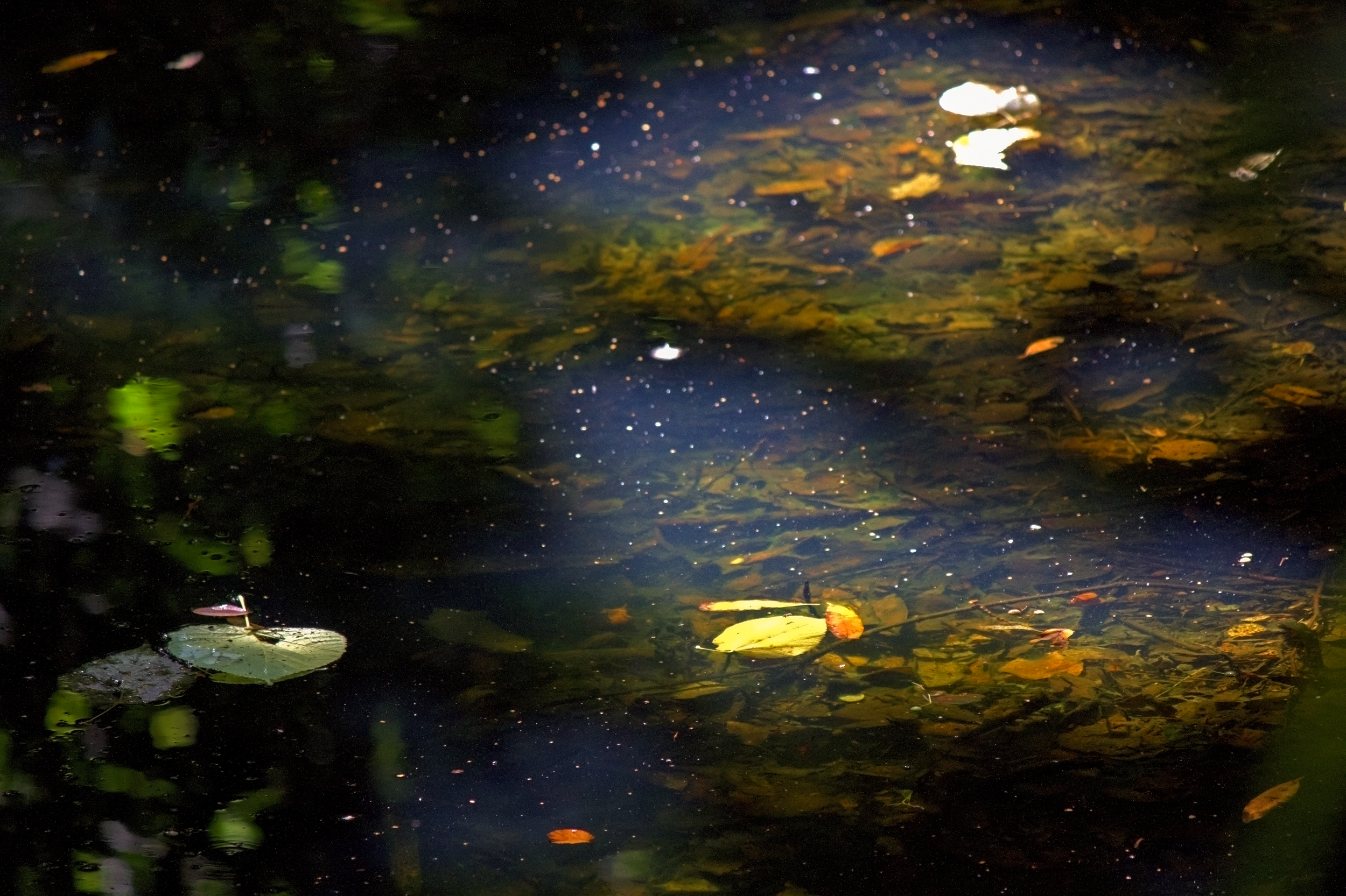 Tranquil Pond.png