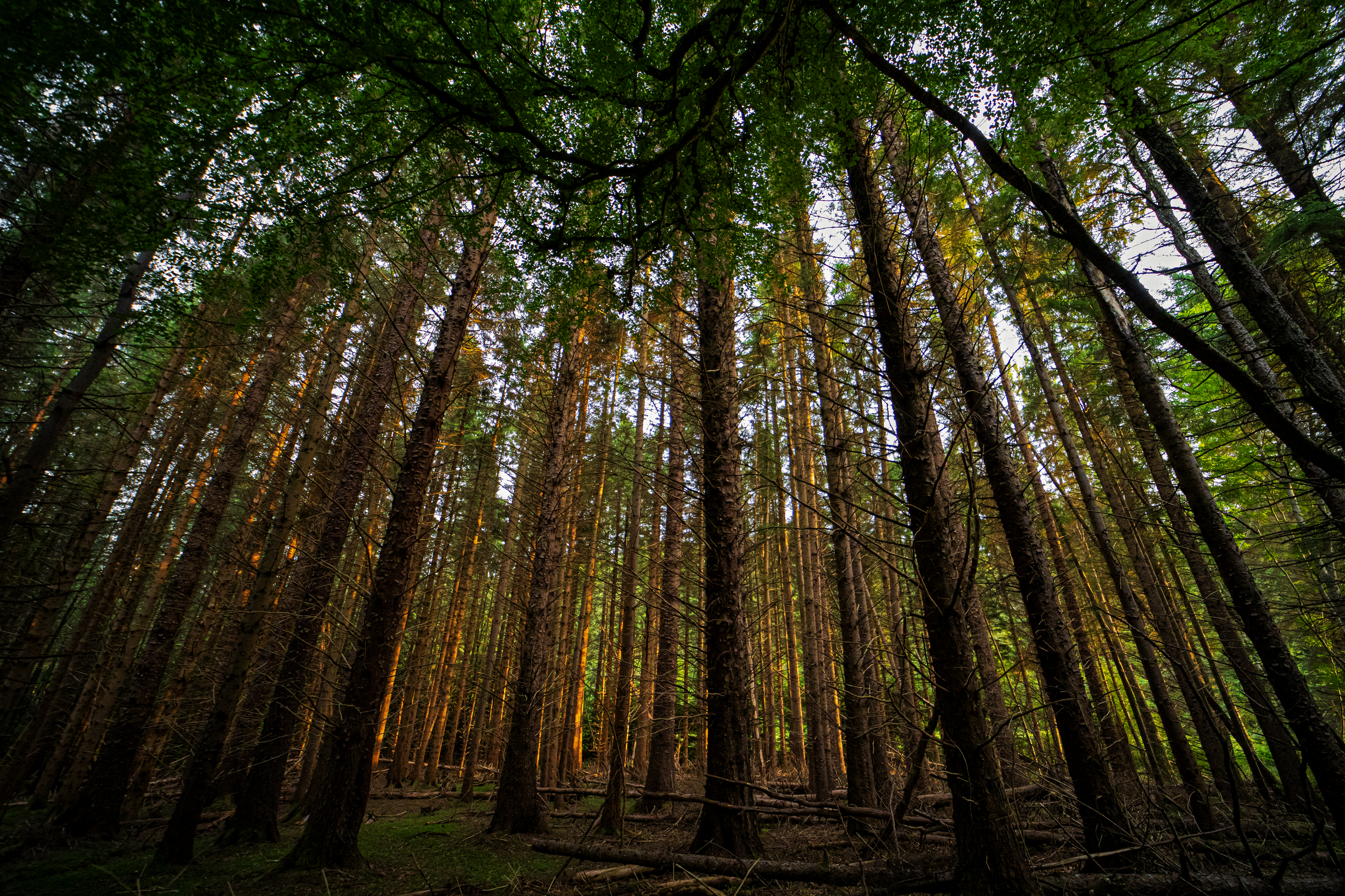 Pine Cathedral.png