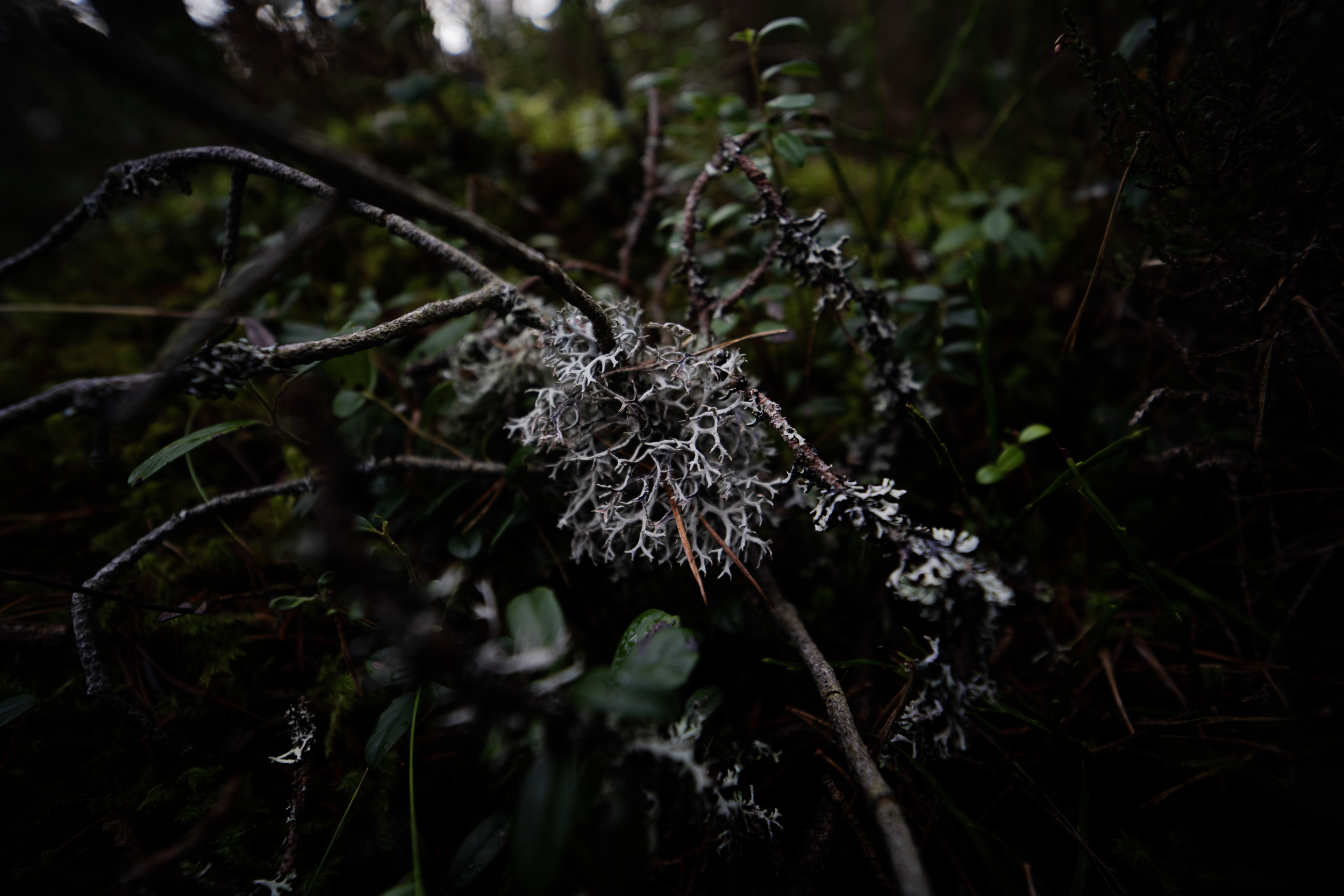 Skelatial Lichen.png