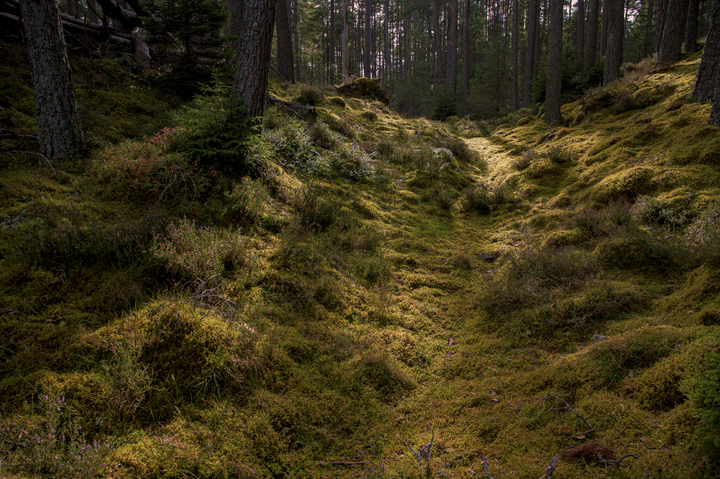 The Moss Chamber.png