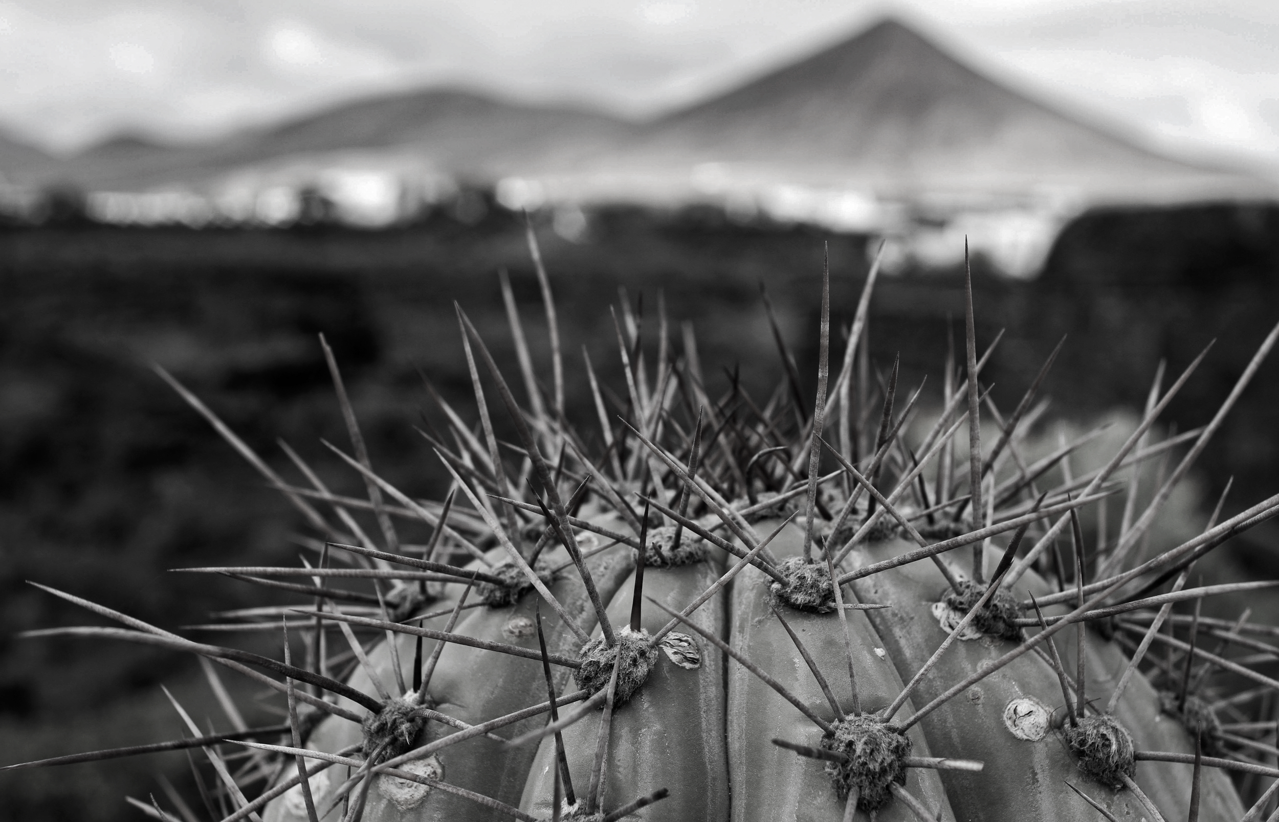 Spikey Lil Bugger.png