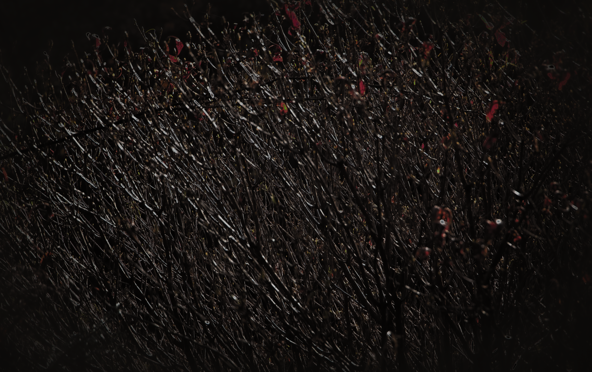 Living Wall.png