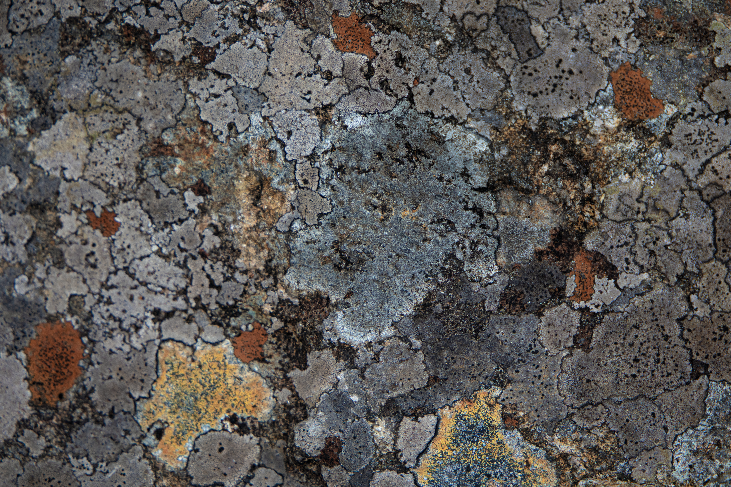 Lichen Mapped.png