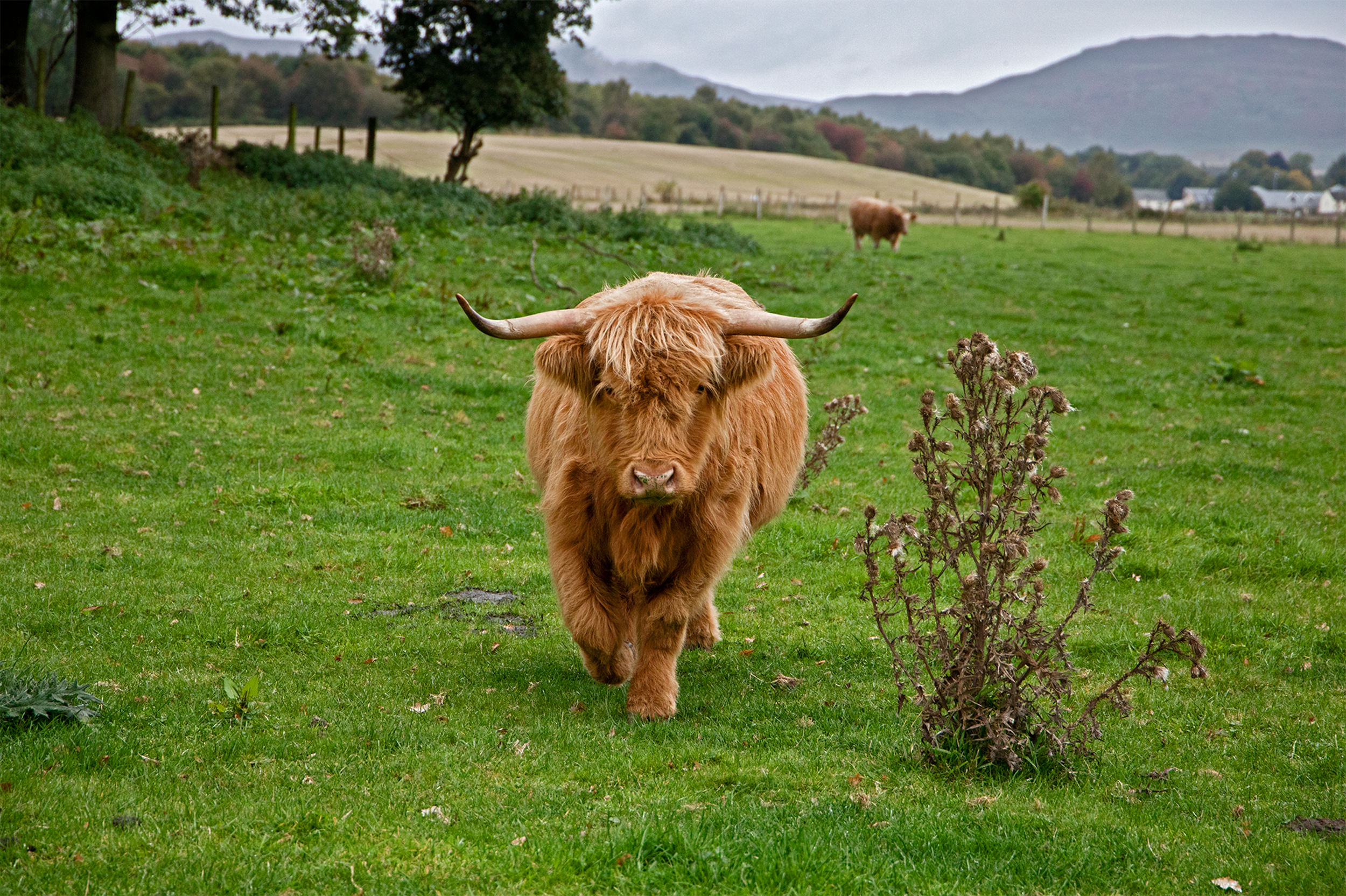 Perthshire Coominant.png