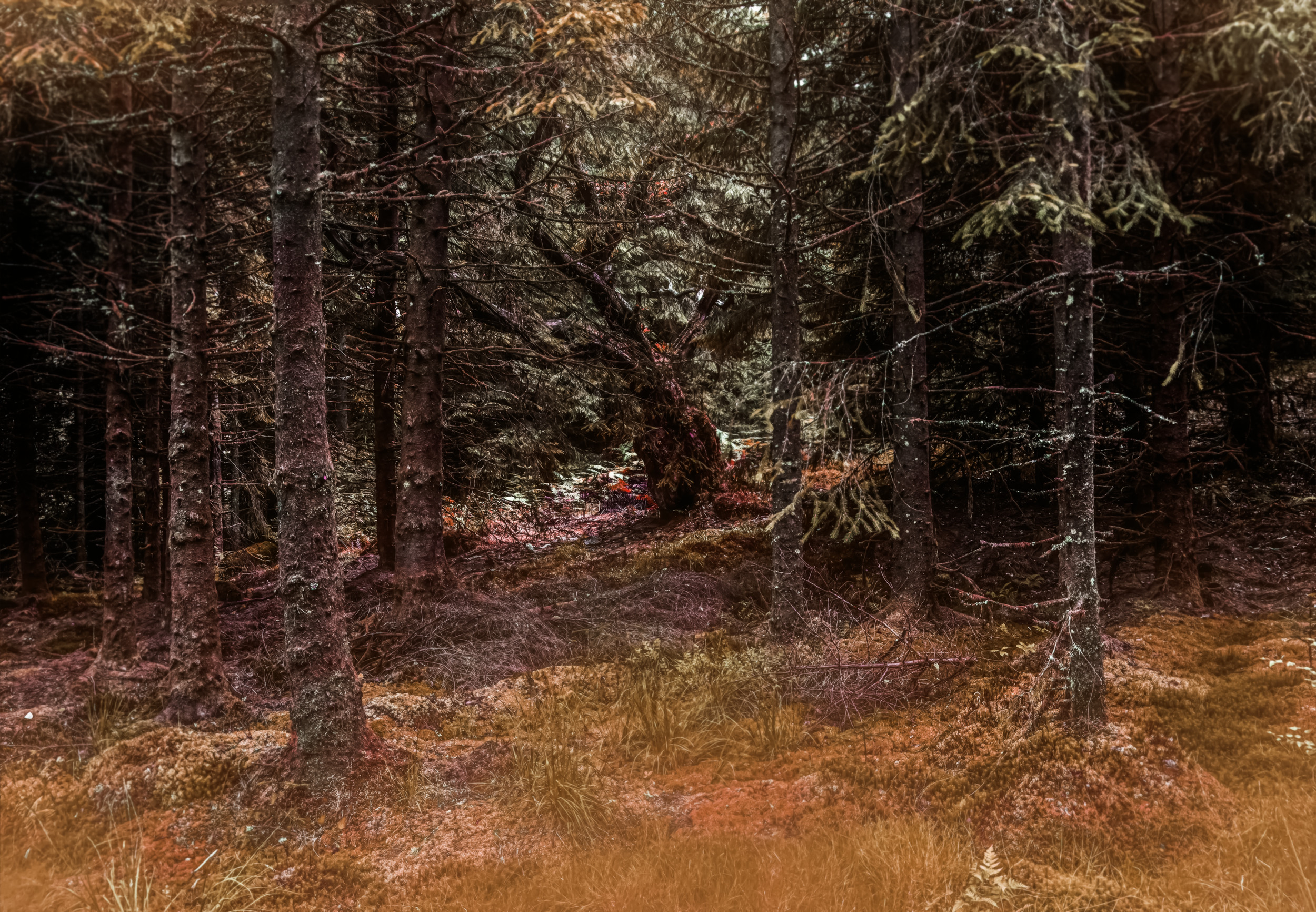 Land Of Faeries.png