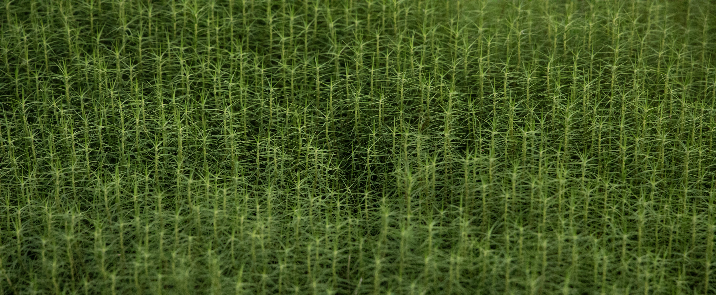 Nanoscape.png