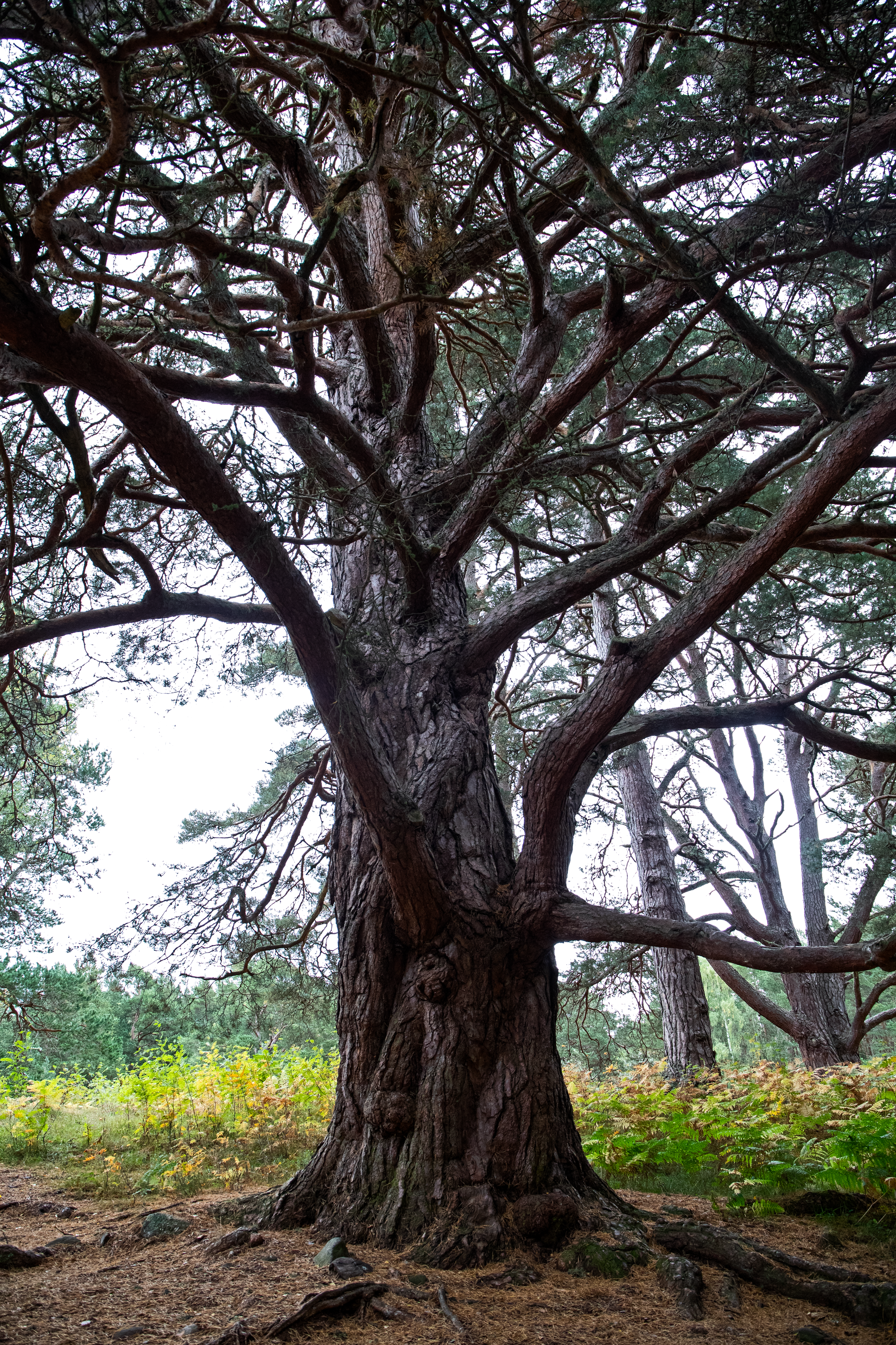 Mother Tree.png