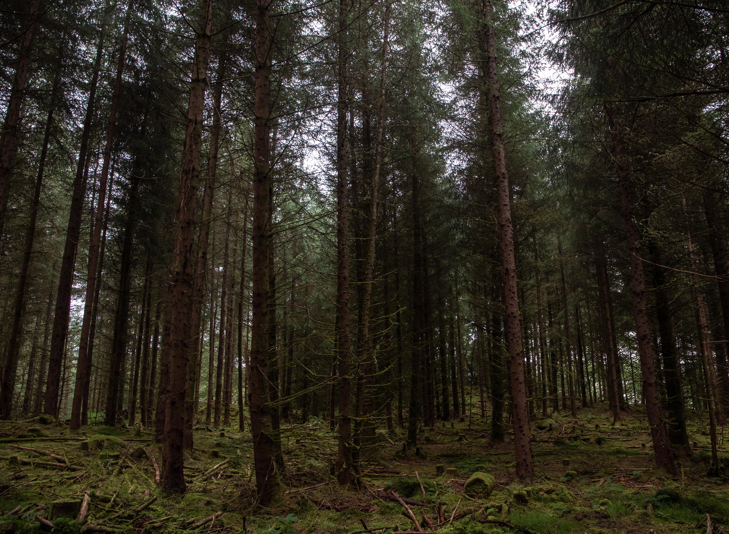 The Forest.png
