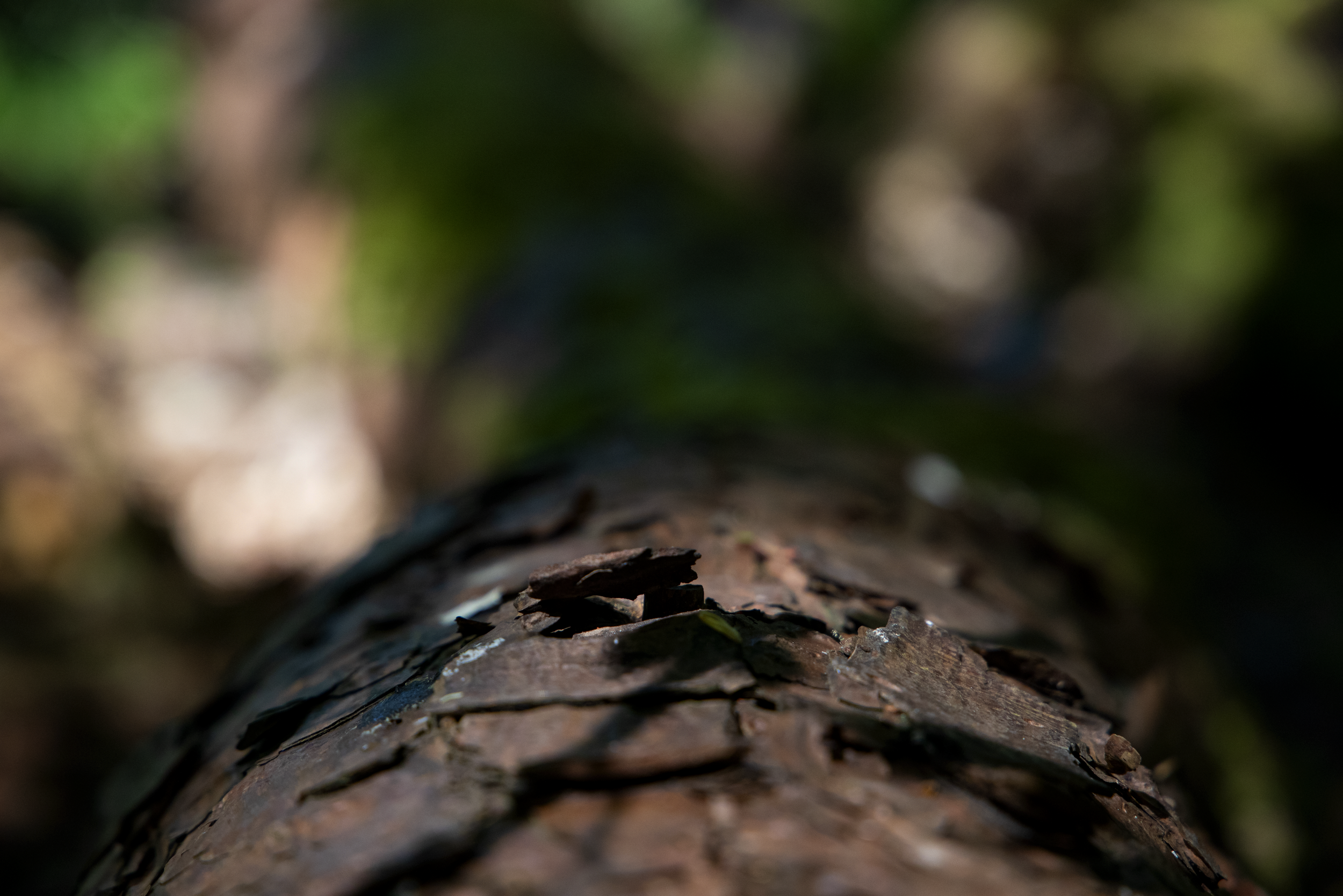 TreeFell.png