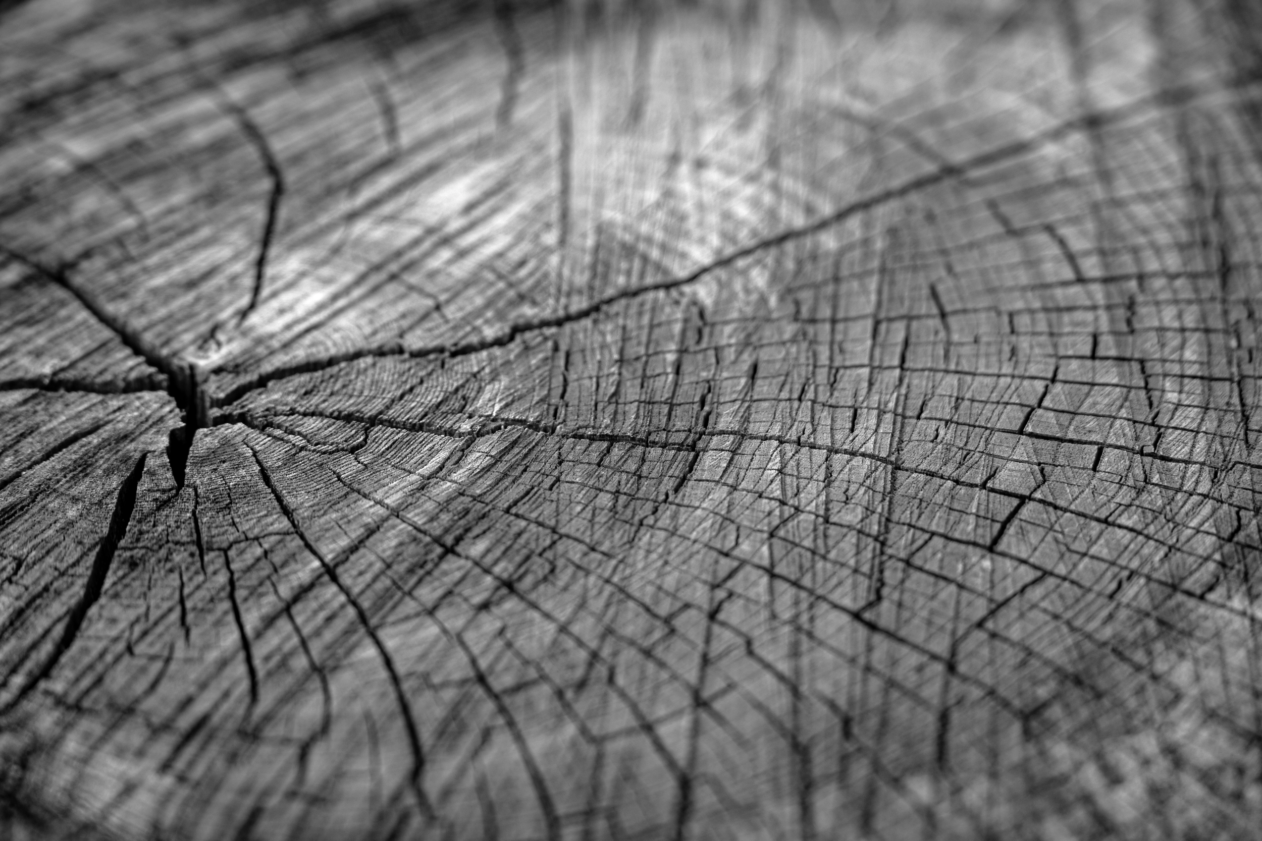 Timber Calendar.png