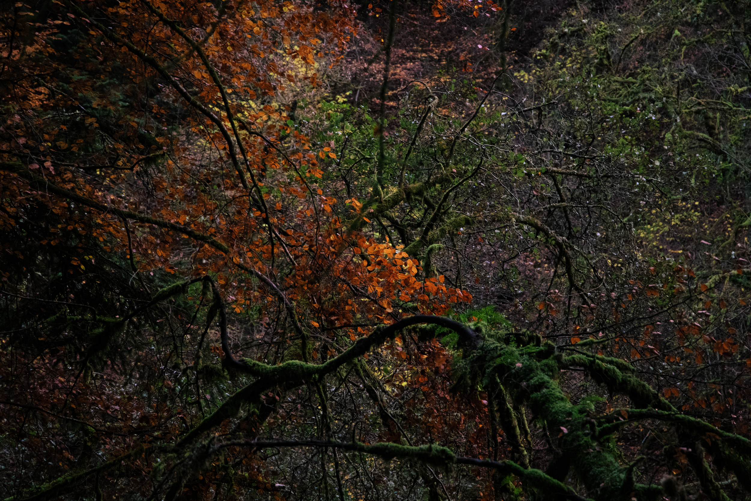 Leafy Maison.png