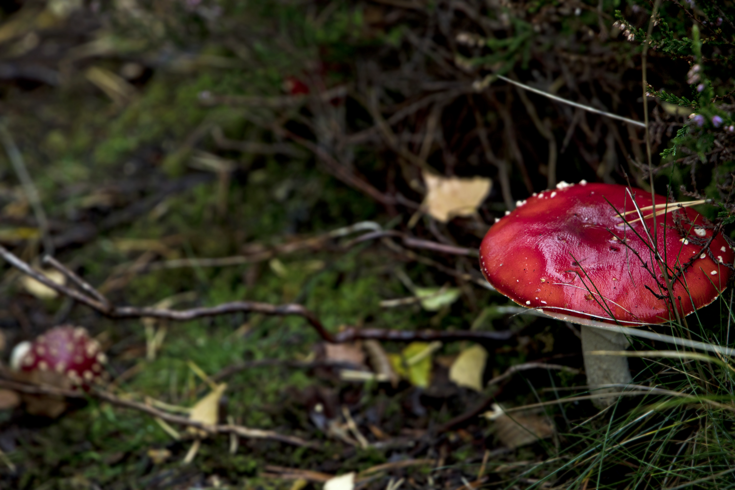 Mushroom Chamber.png