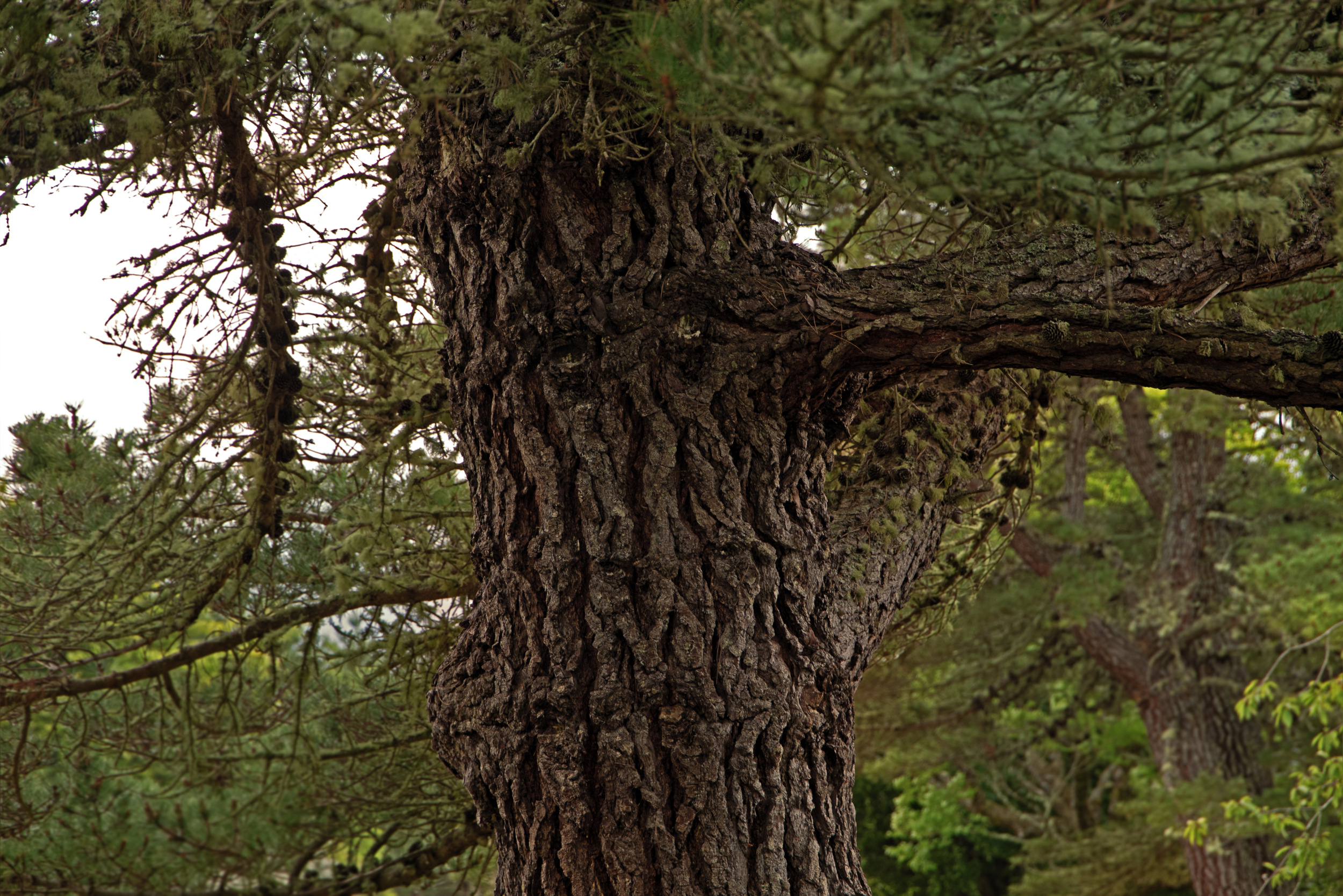 Eyes Of Lochewe.png
