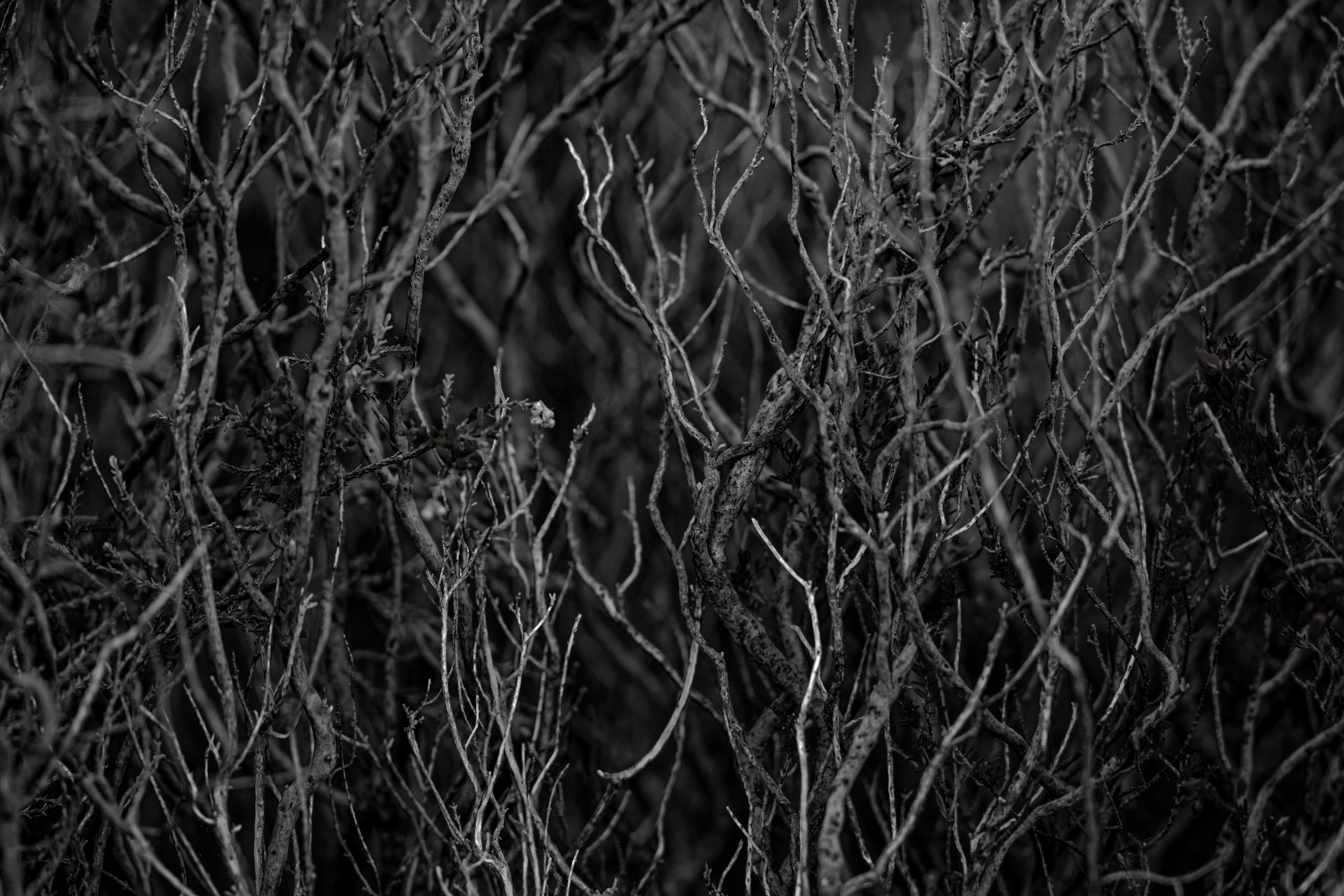 Midst Thicket.png