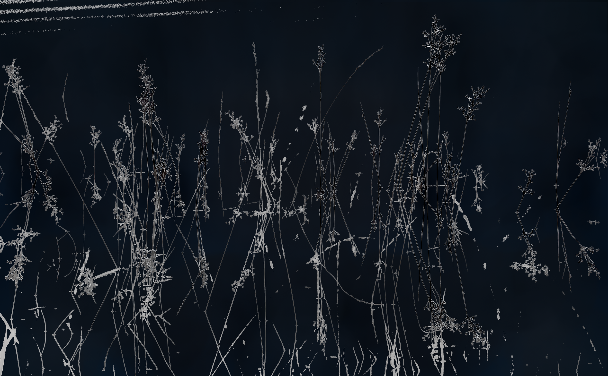 Fronds.png