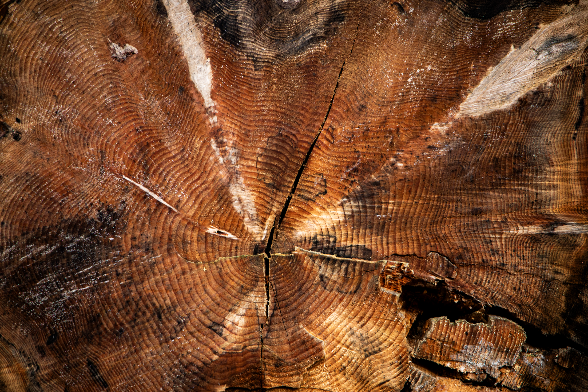 Dendrochronology.png