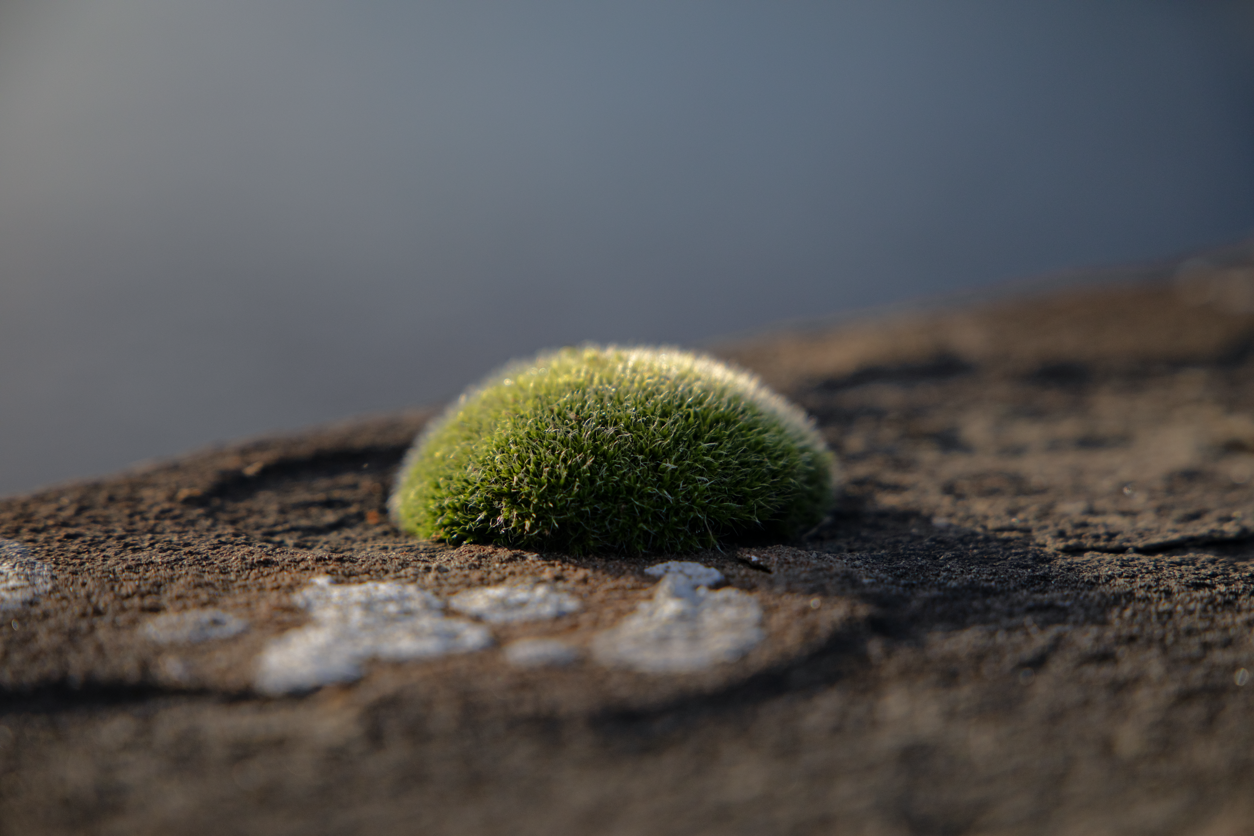 Furry Barnacle.png