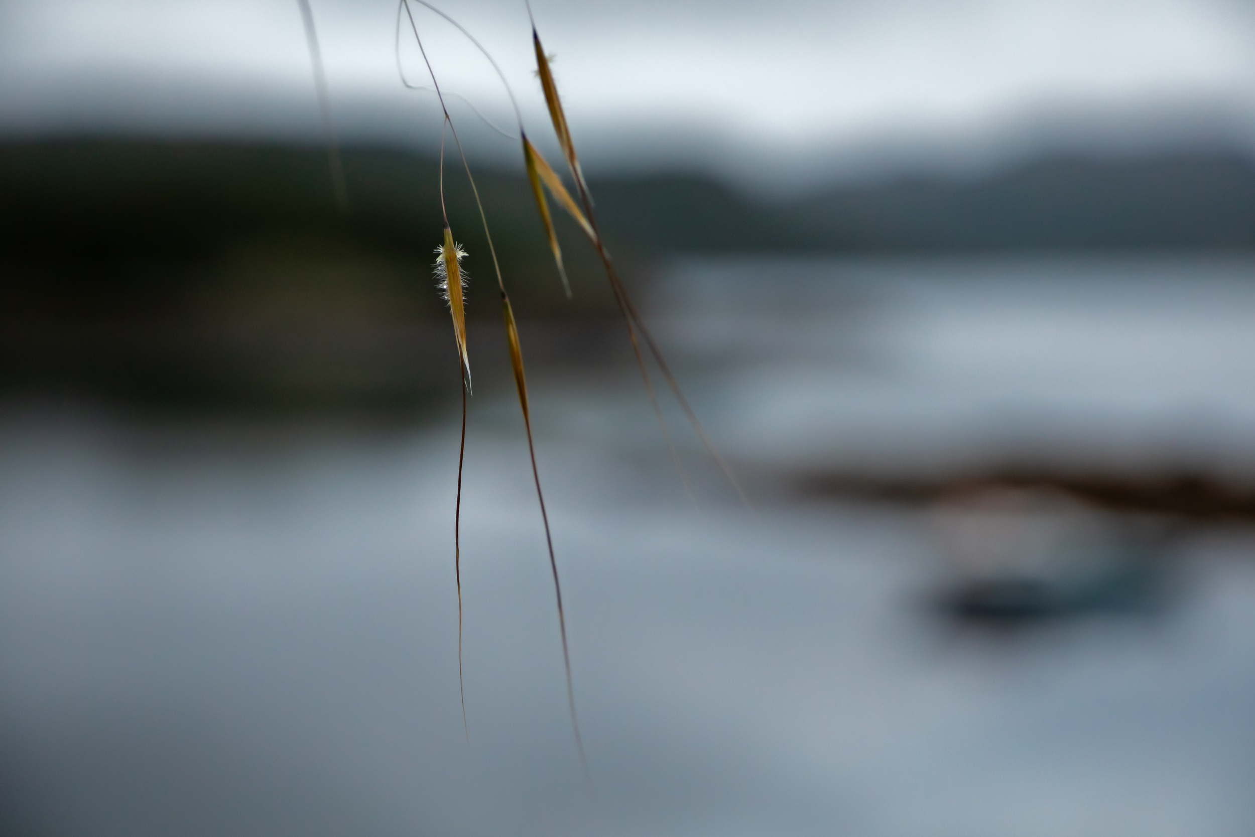 Gairloch Harbour Daze.png