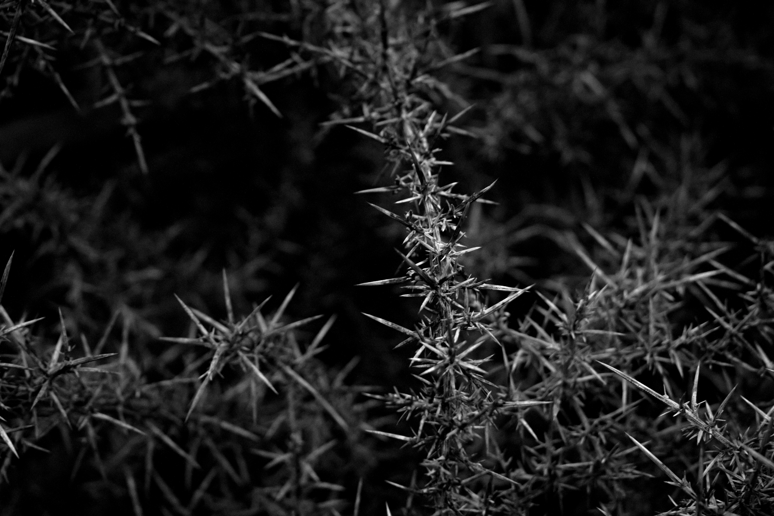 Whirlwind In The Thorn Tree.png