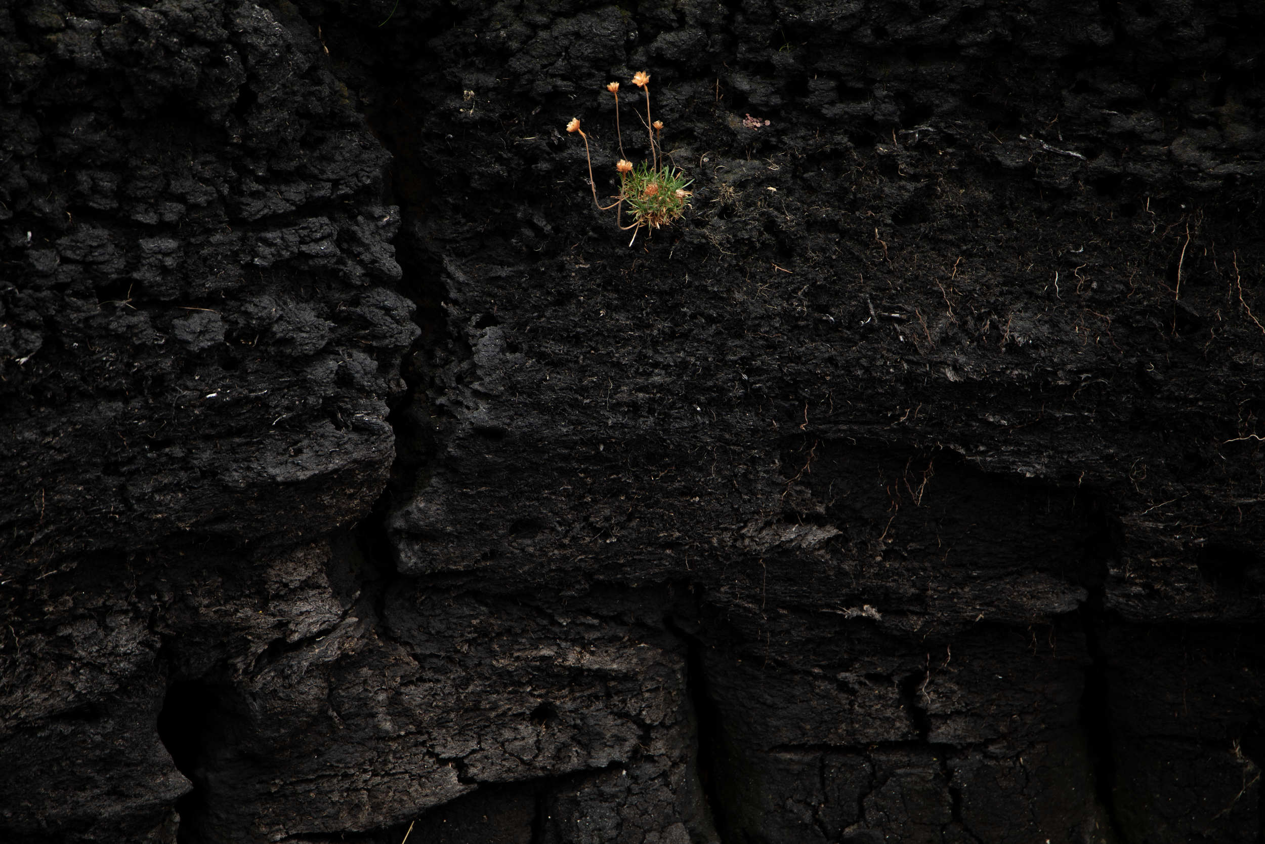 Little Life In Mud.png