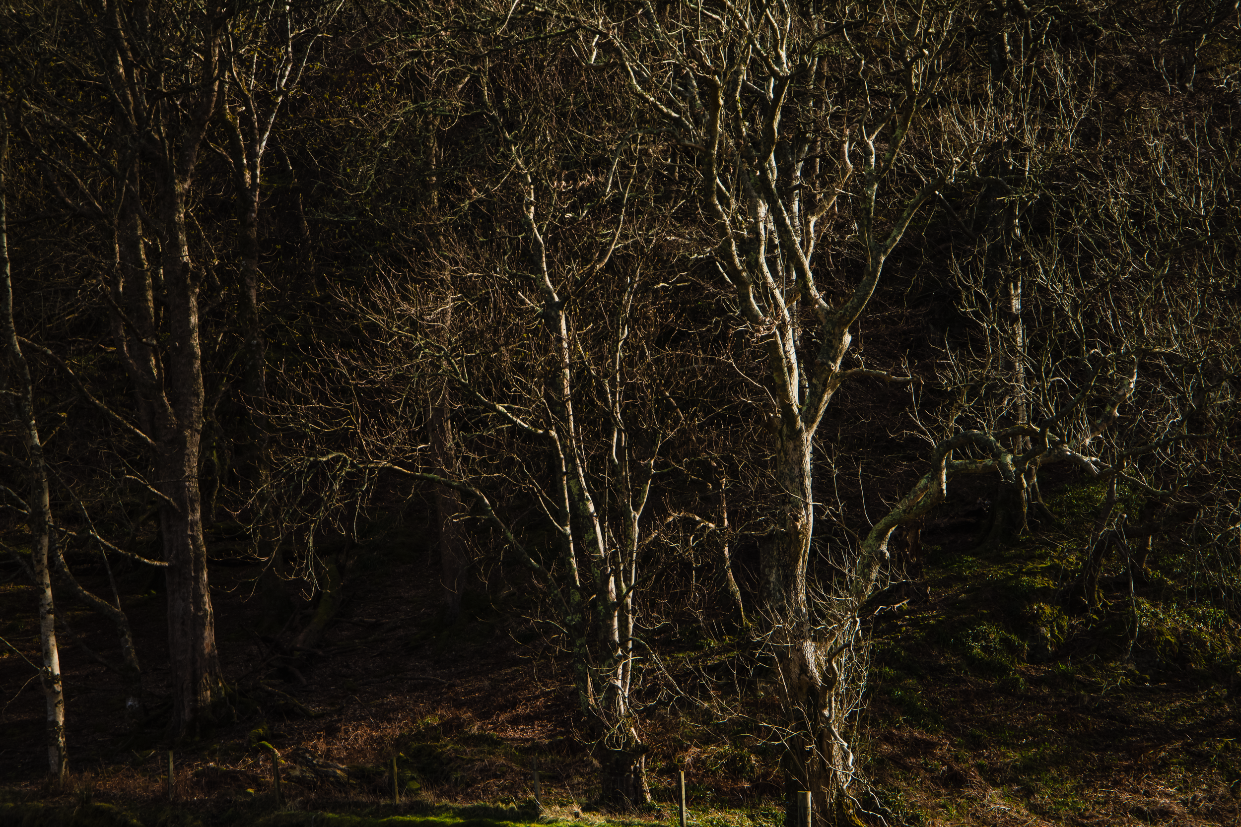 Chased by Trees.png