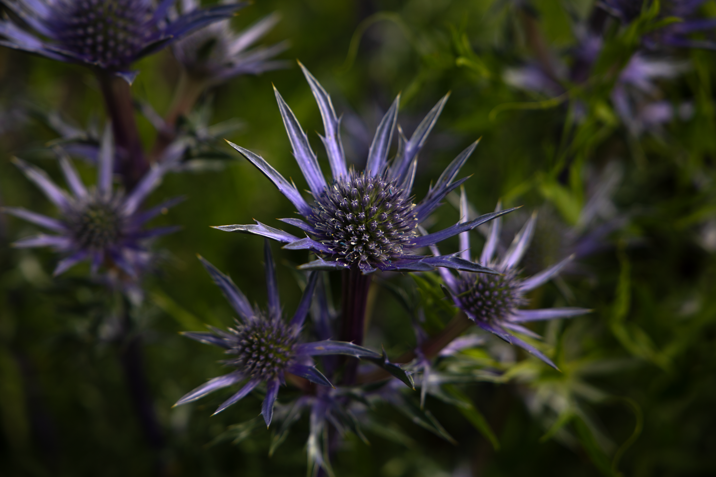 Thistle Do.png