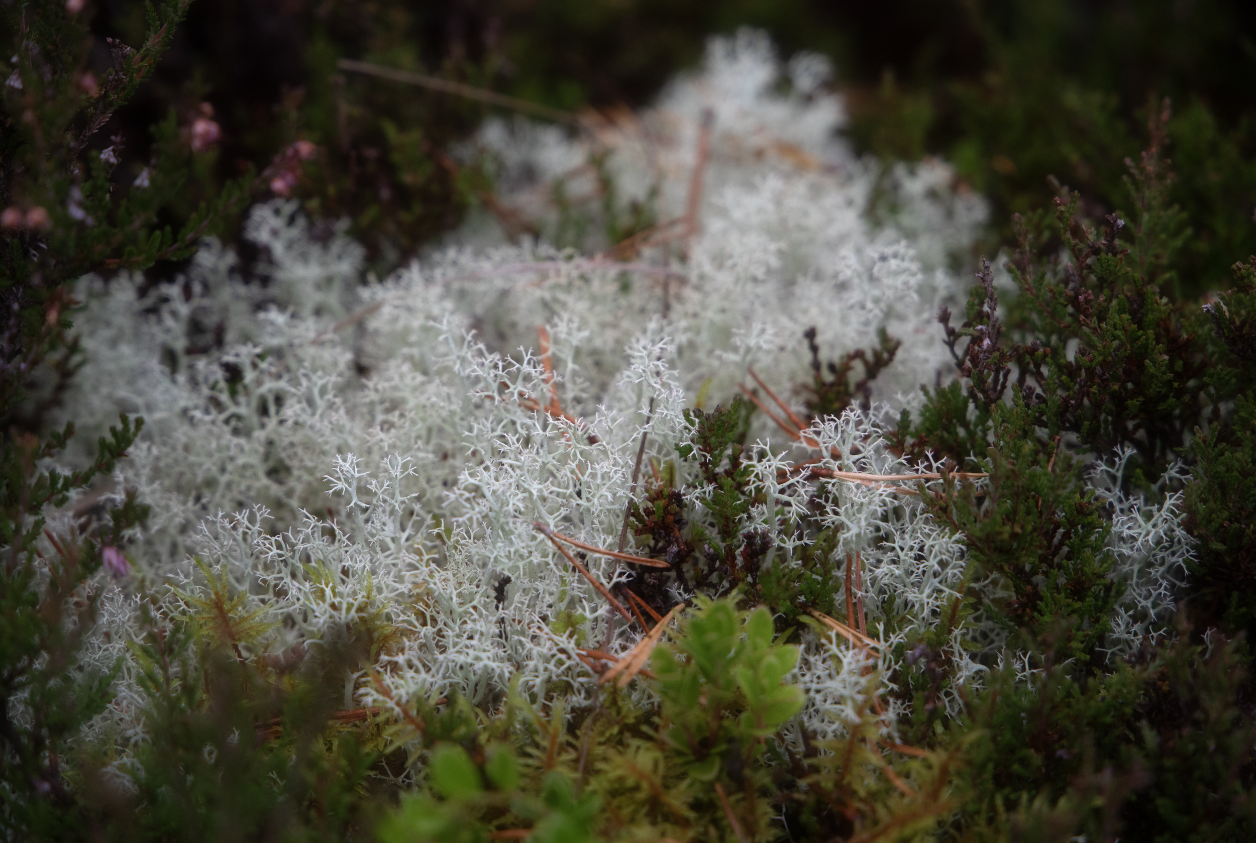 Coral Of The Heath.png