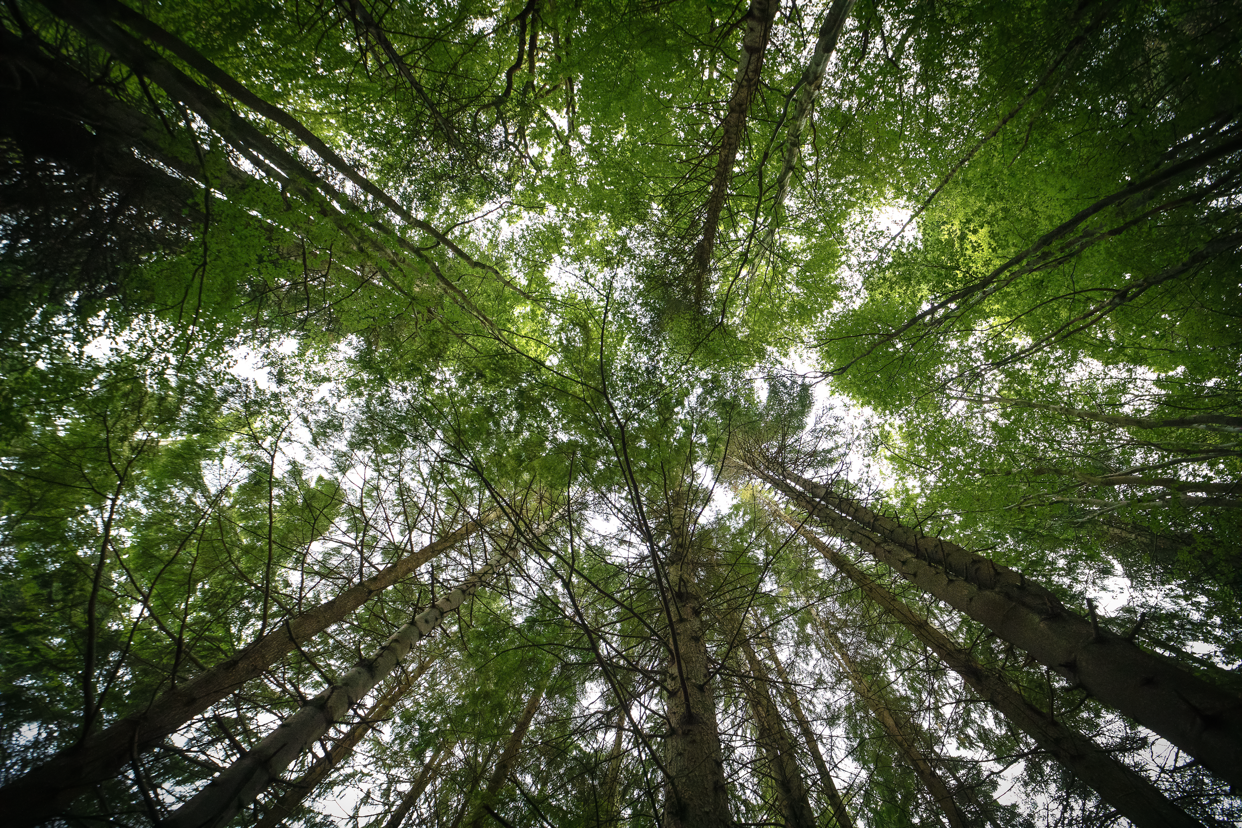 The Canopy Pushes Out.png