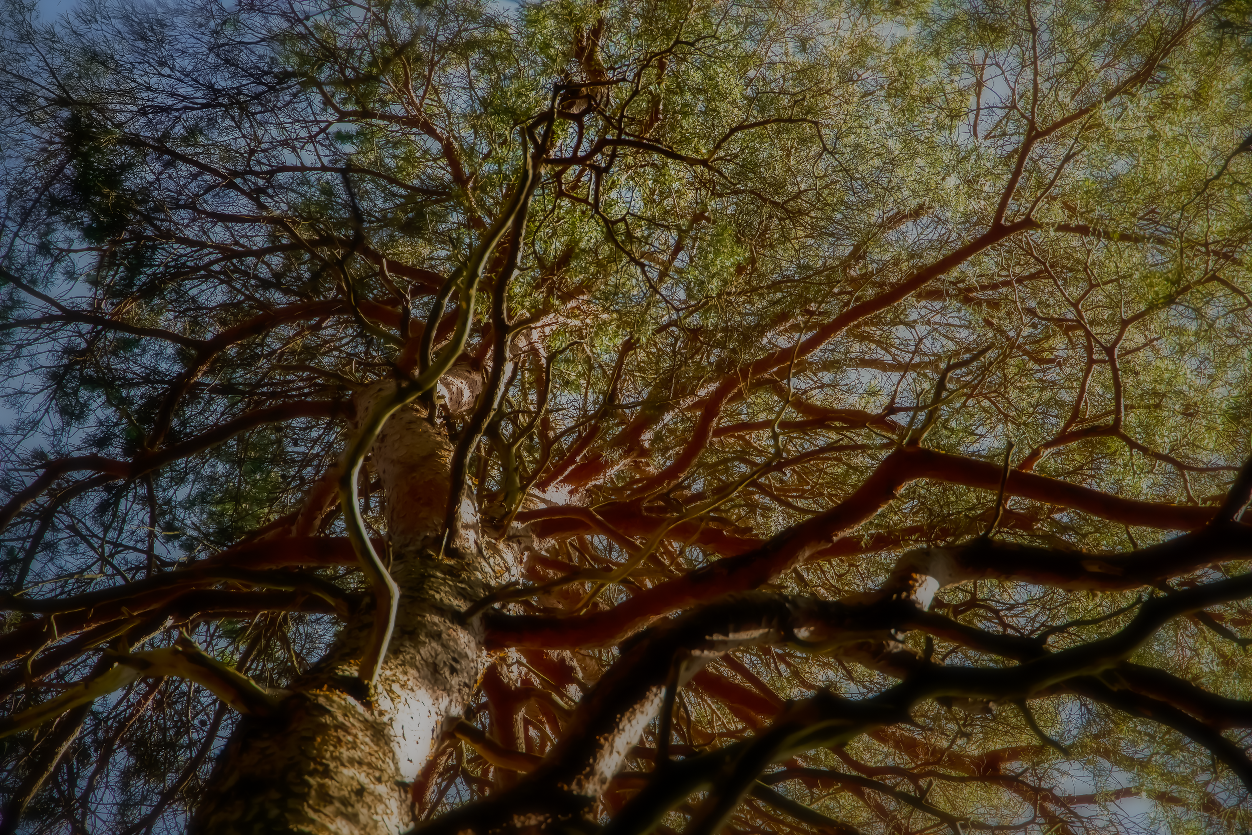 Ghost Tree.png