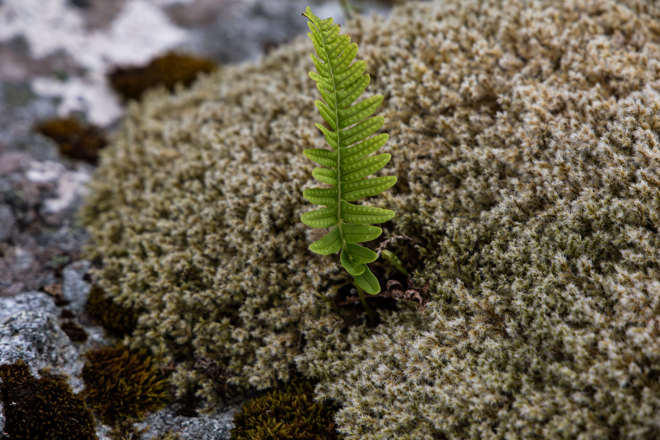 River Moss.png