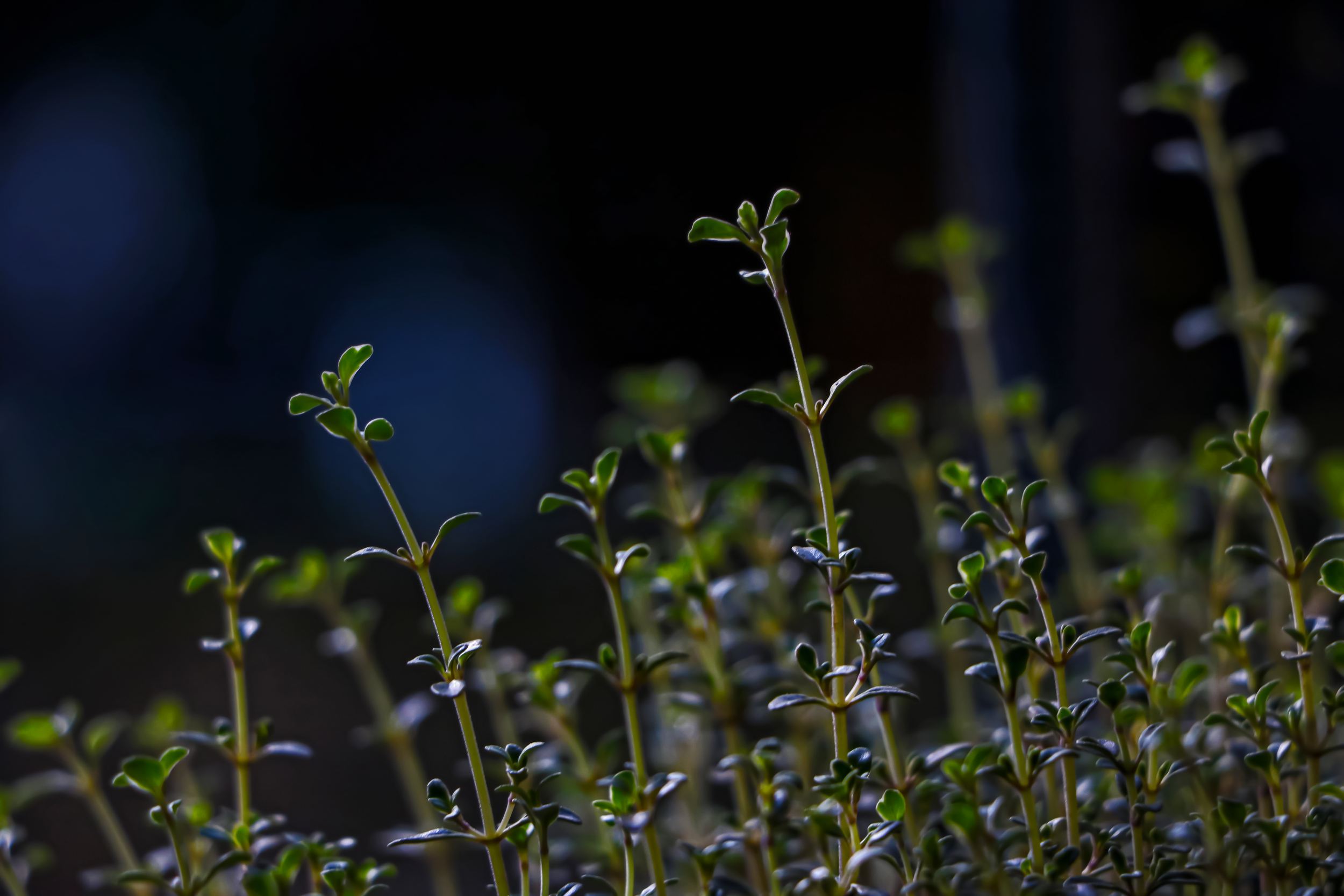 Thyme Away.png